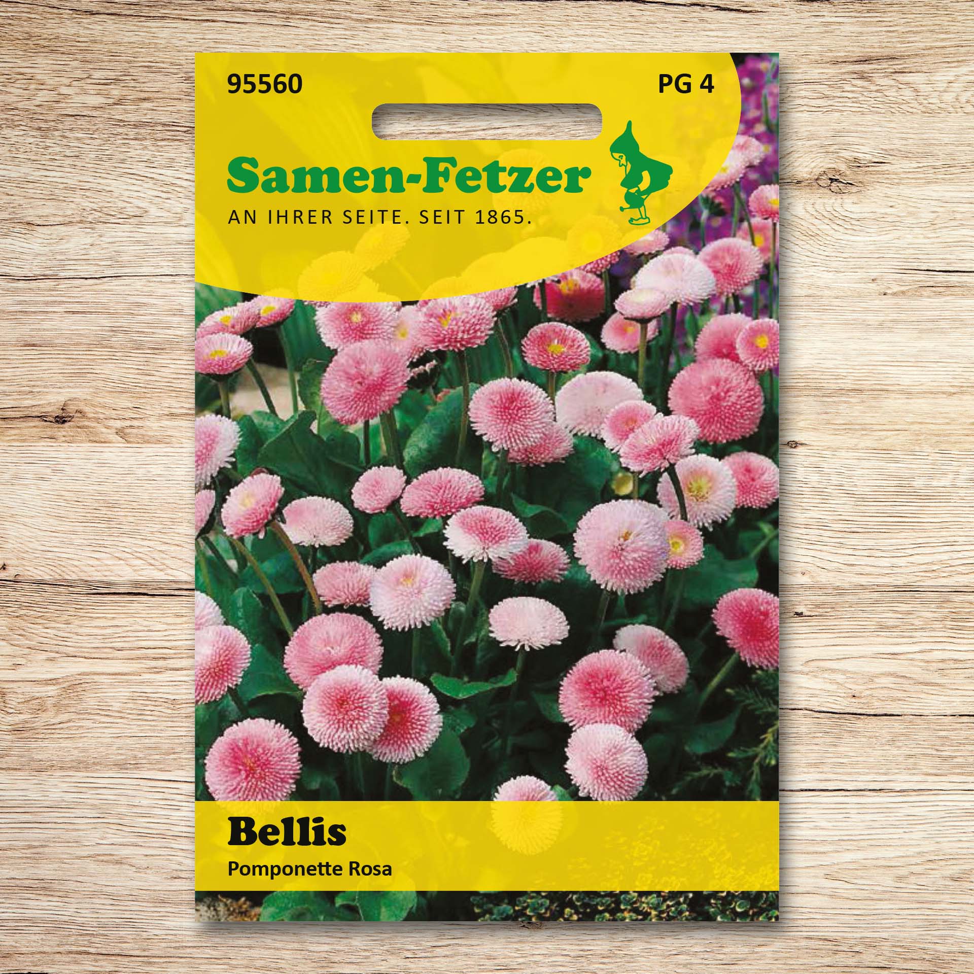 Bellis Pomponette, rosa