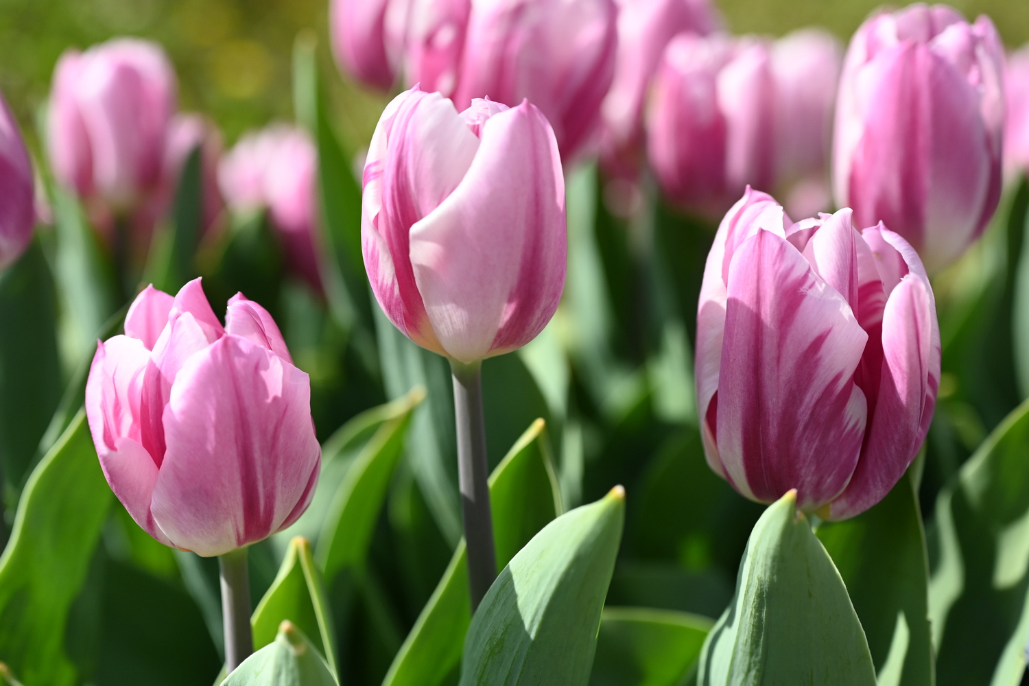 Nahaufnahme von rosa-weißen Tulpen mit grünen Blättern in einem Frühlingsgarten