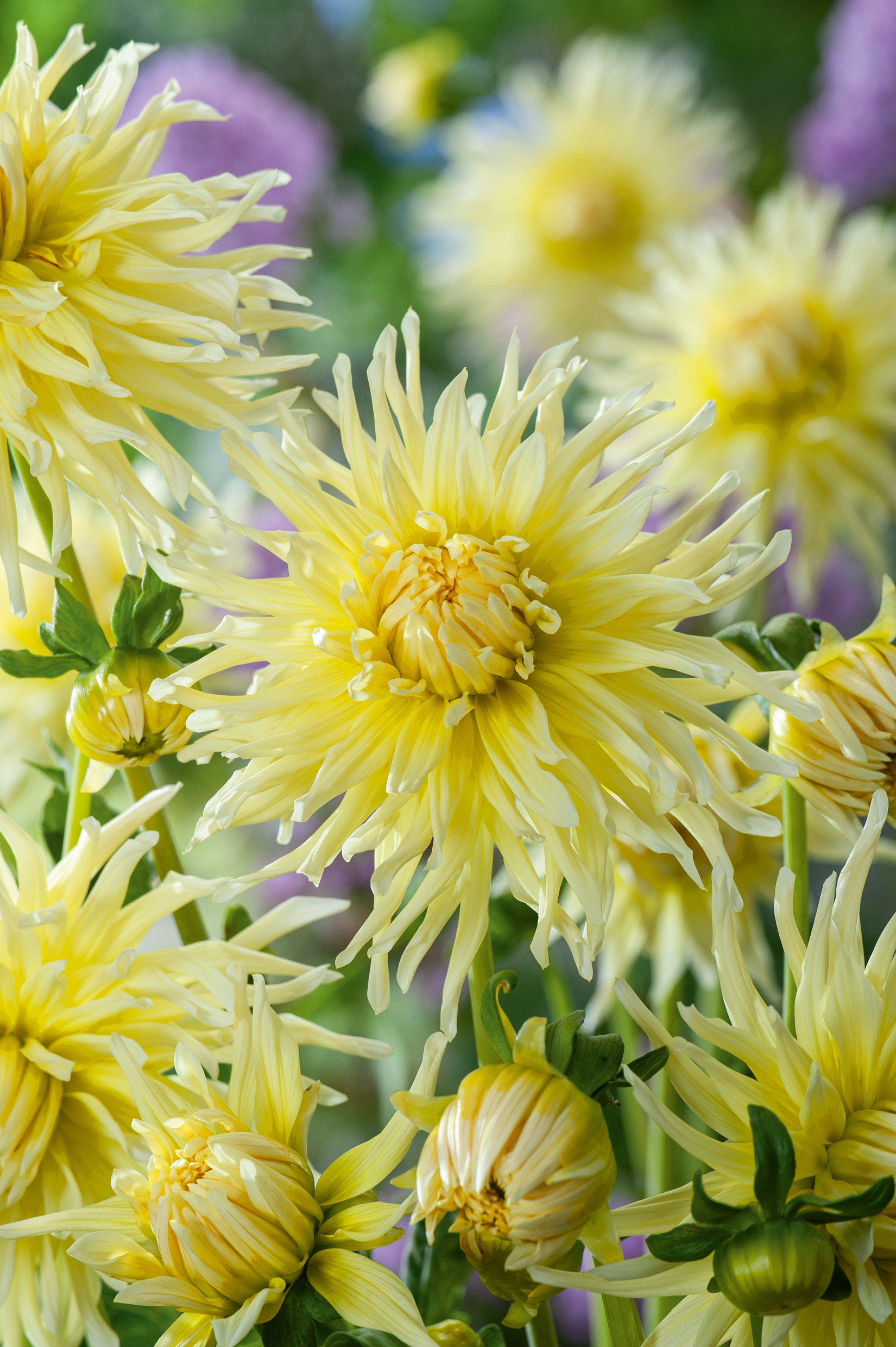 Nahaufnahme mehrerer gelber Dahlien mit langen, spitzen Blütenblättern und Knospen vor verschwommenem Gartenhintergrund