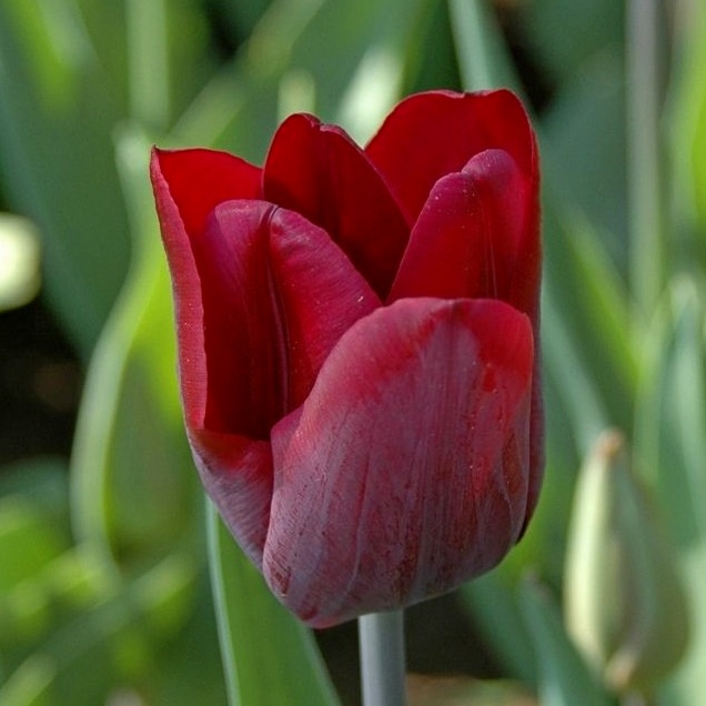 52196_Triumph-Tulpen National Velvet Nahaufnahme einer dunkelroten Tulpenblüte mit grünen Blättern im Hintergrund
