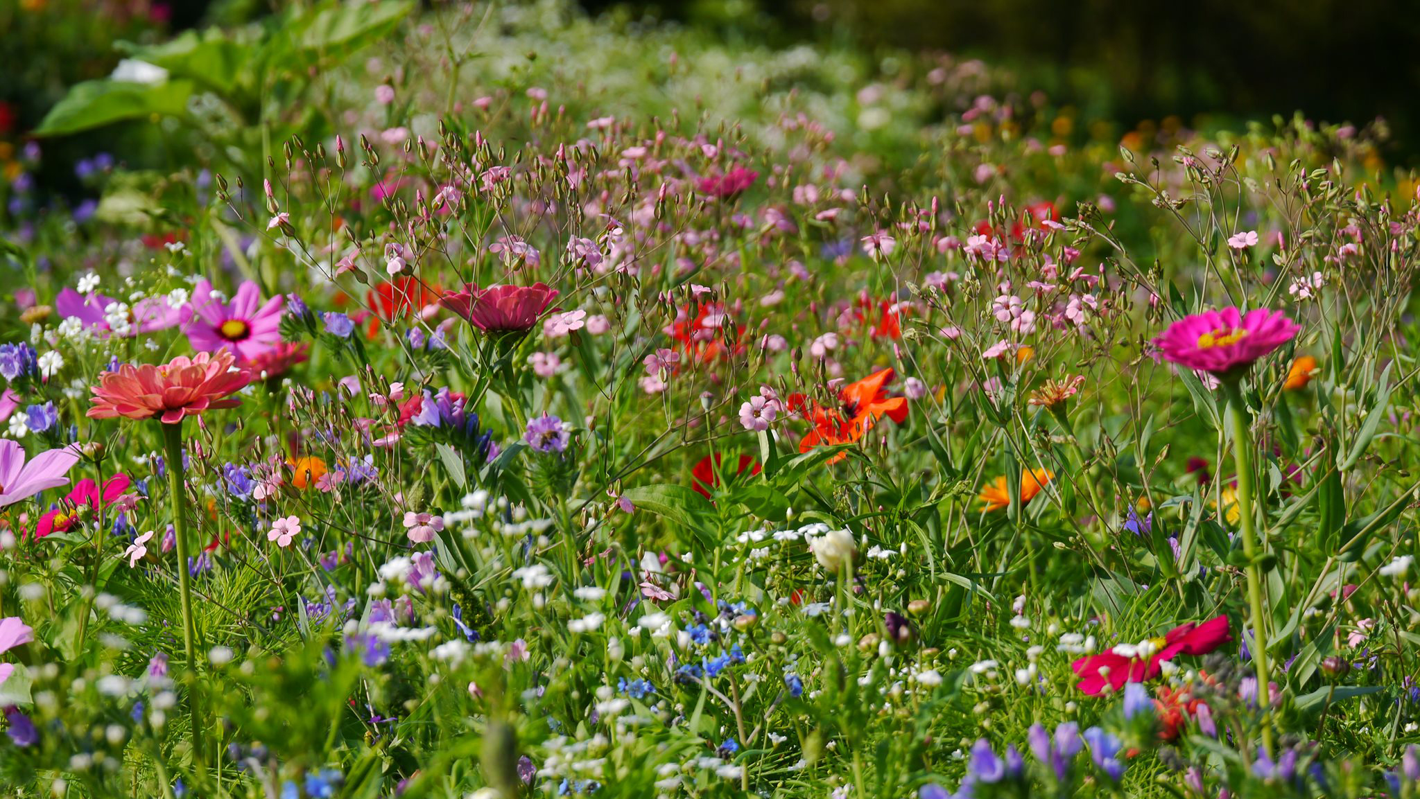Bunte Blumenwiese mit verschiedenen Blumenarten im Frühling Nahaufnahme einer farbenfrohen Blumenwiese mit verschiedenen Blumen und Gräsern im Frühling