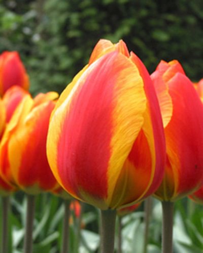 Nahaufnahme einer rot-gelben Tulpe im Beet mit weiteren Tulpen im Hintergrund