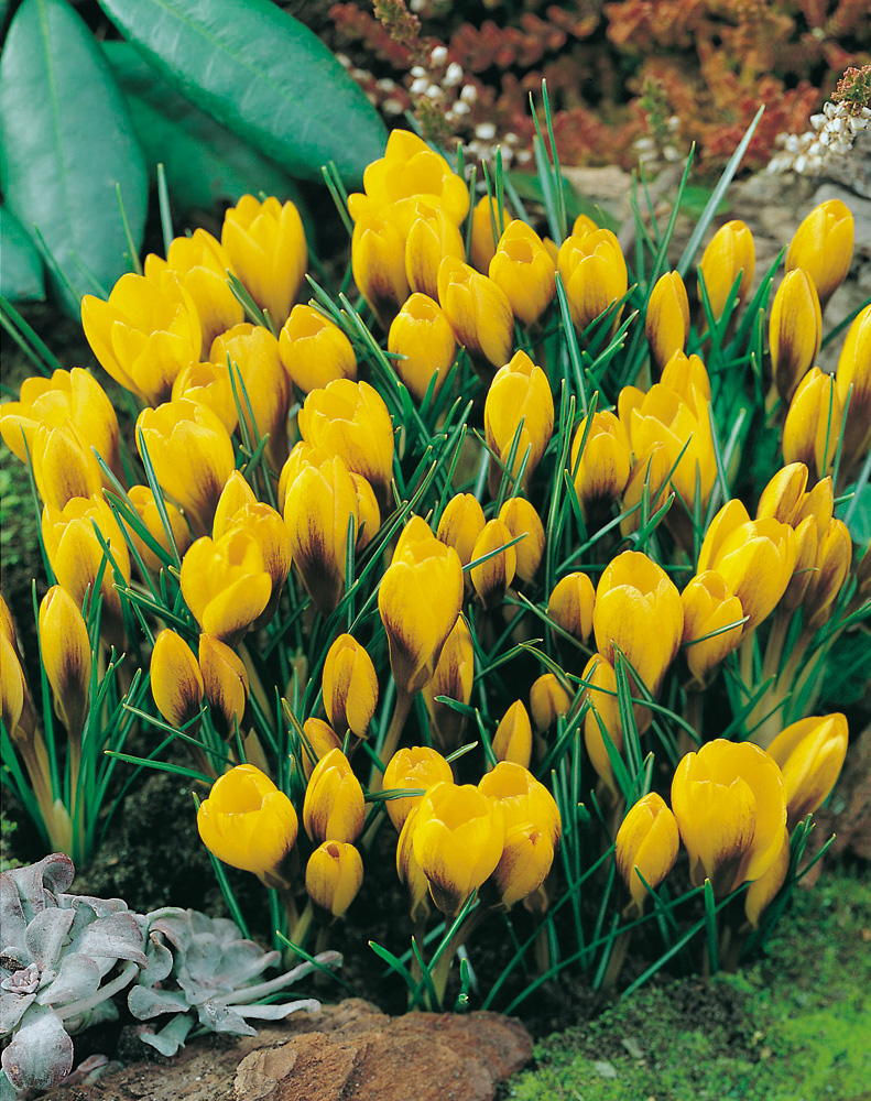 Crocus chrysanthus Goldilocks