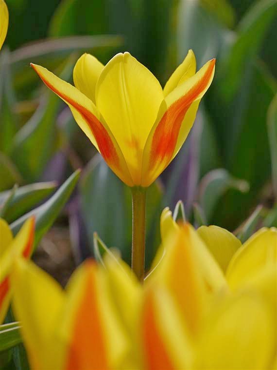 Nahaufnahme einer gelben Tulpe mit orangefarbenen Innenrändern und sichtbarem Stängel vor grünem Blattwerk