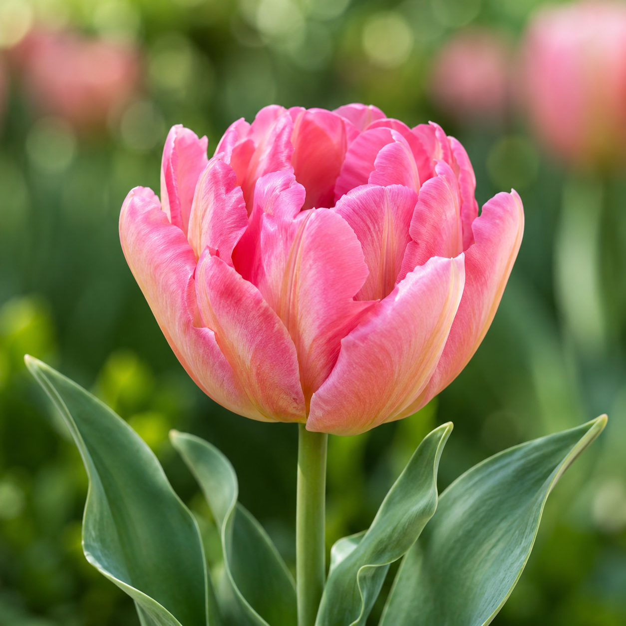Gefüllte frühe Tulpen Dotcom