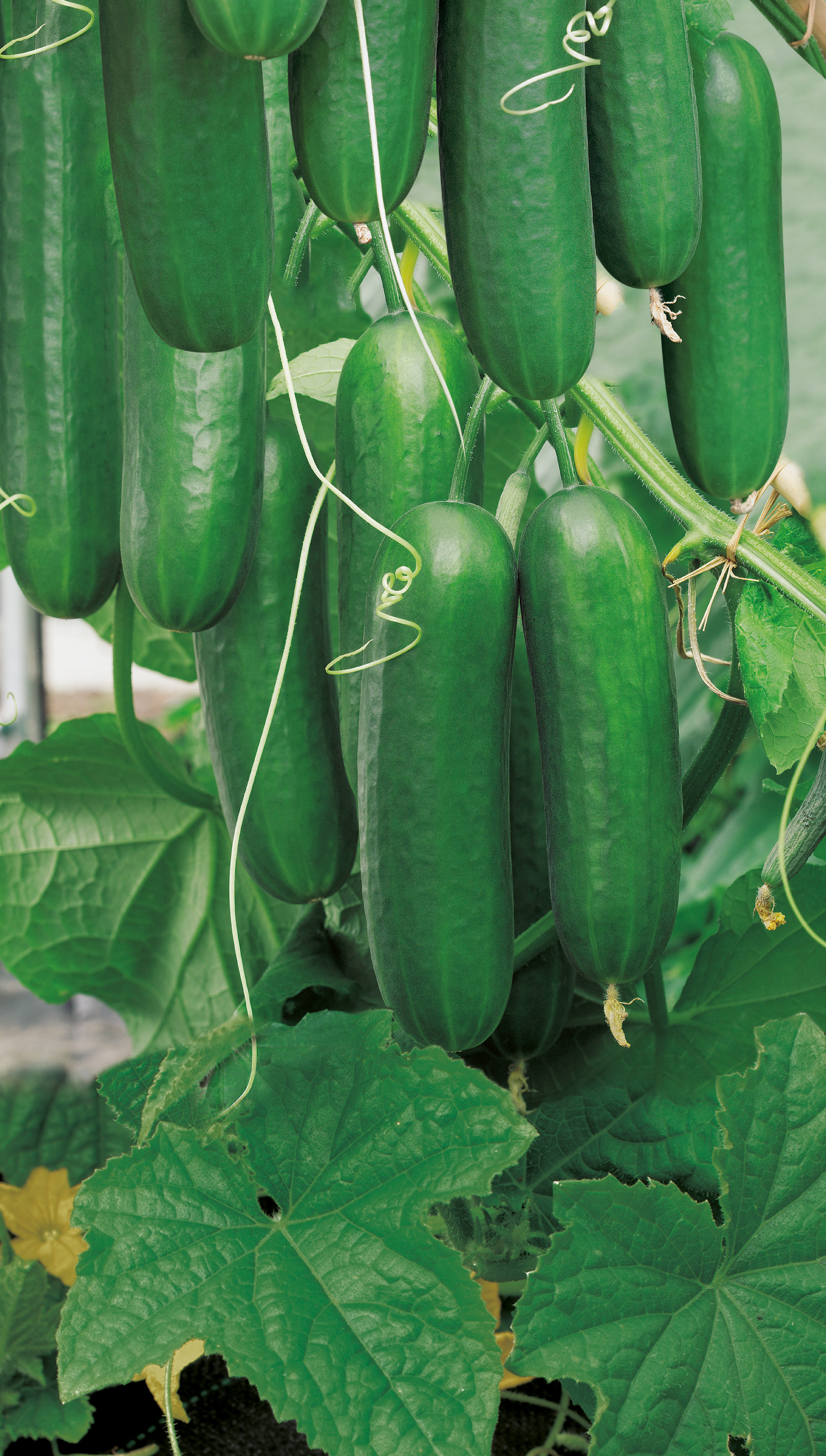 Vespergurken Passandra F1