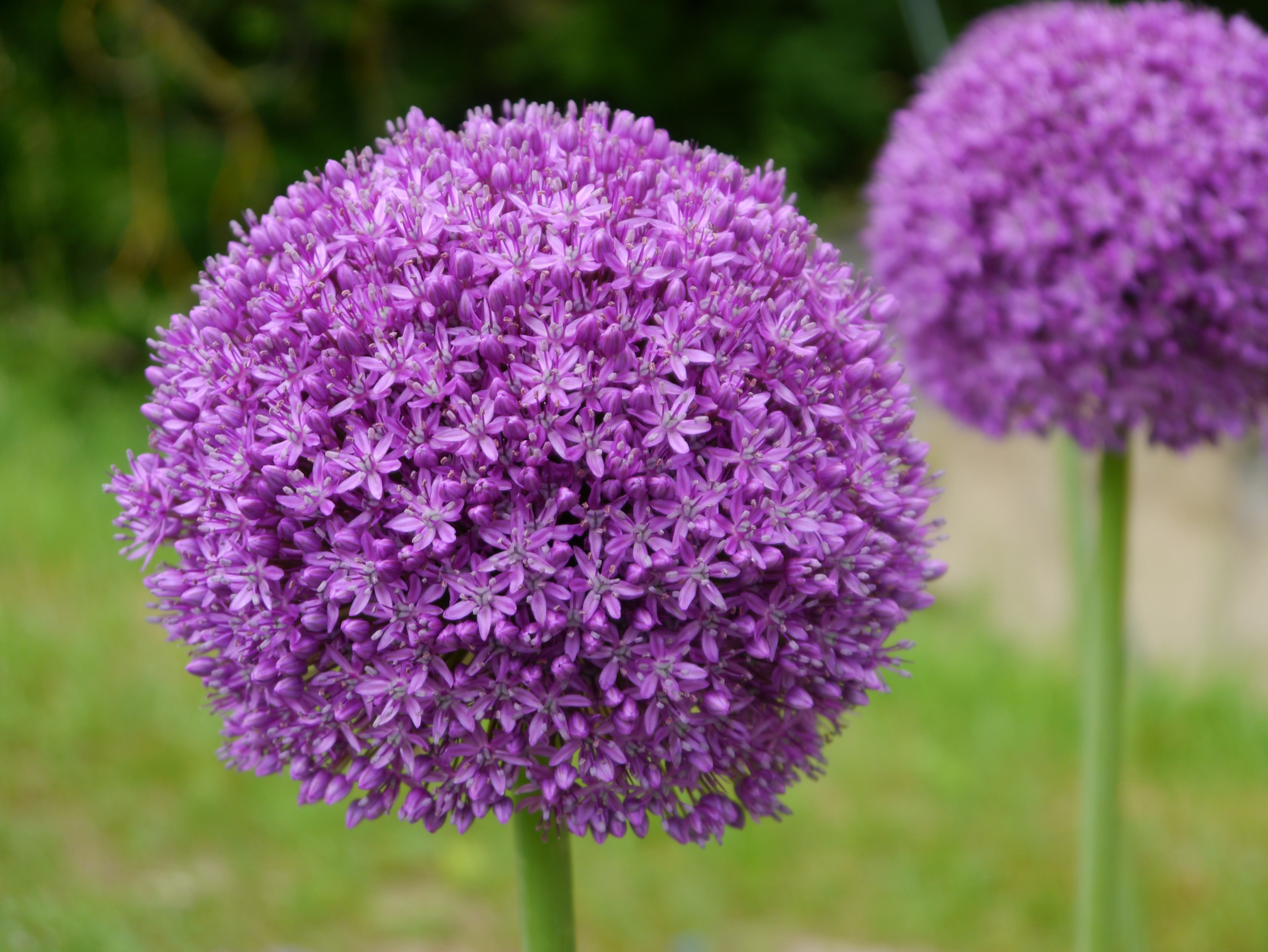 56009_Allium Ambassador Nahaufnahme einer großen, runden lila Allium-Blüte (Kugellauch) mit vielen kleinen sternförmigen Blüten vor unscharfem, grünem Gartenhintergrund