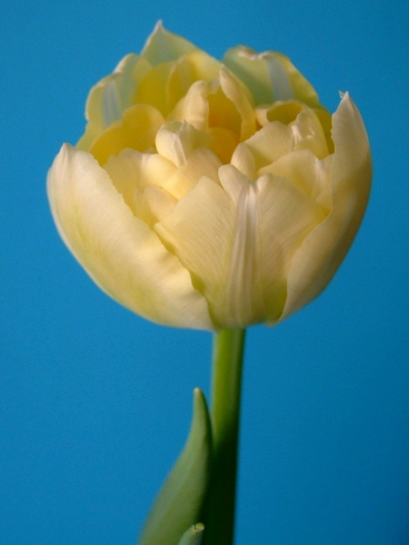 Frische hellgelbe gefüllte Tulpe in Nahaufnahme vor blauem Hintergrund.