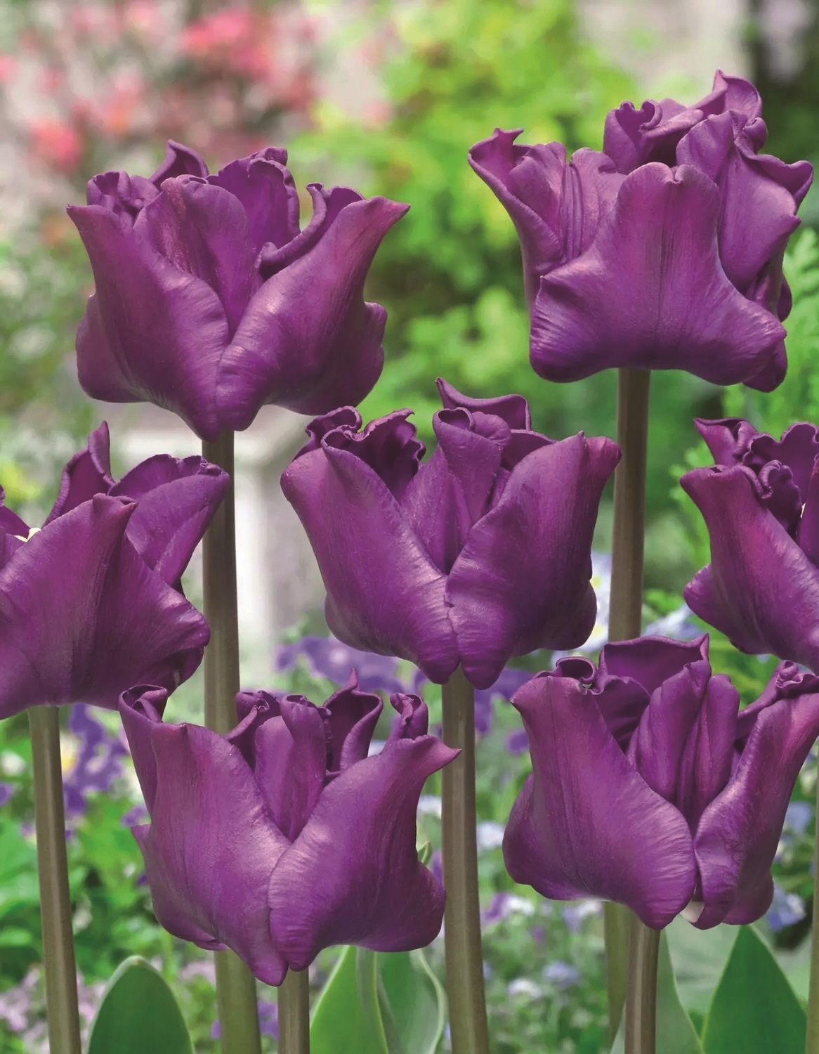Triumph-Tulpen Crown of Negrita