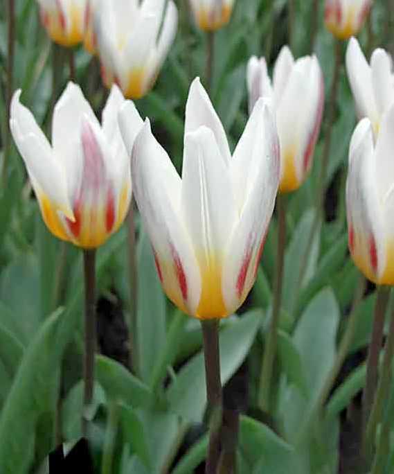 Kaufmanniana-Tulpe Ice Stick mit rahmweißen Blüten, altrosa Akzenten und gelbem Blütengrund auf dunklen Stielen im Frühlingsbeet