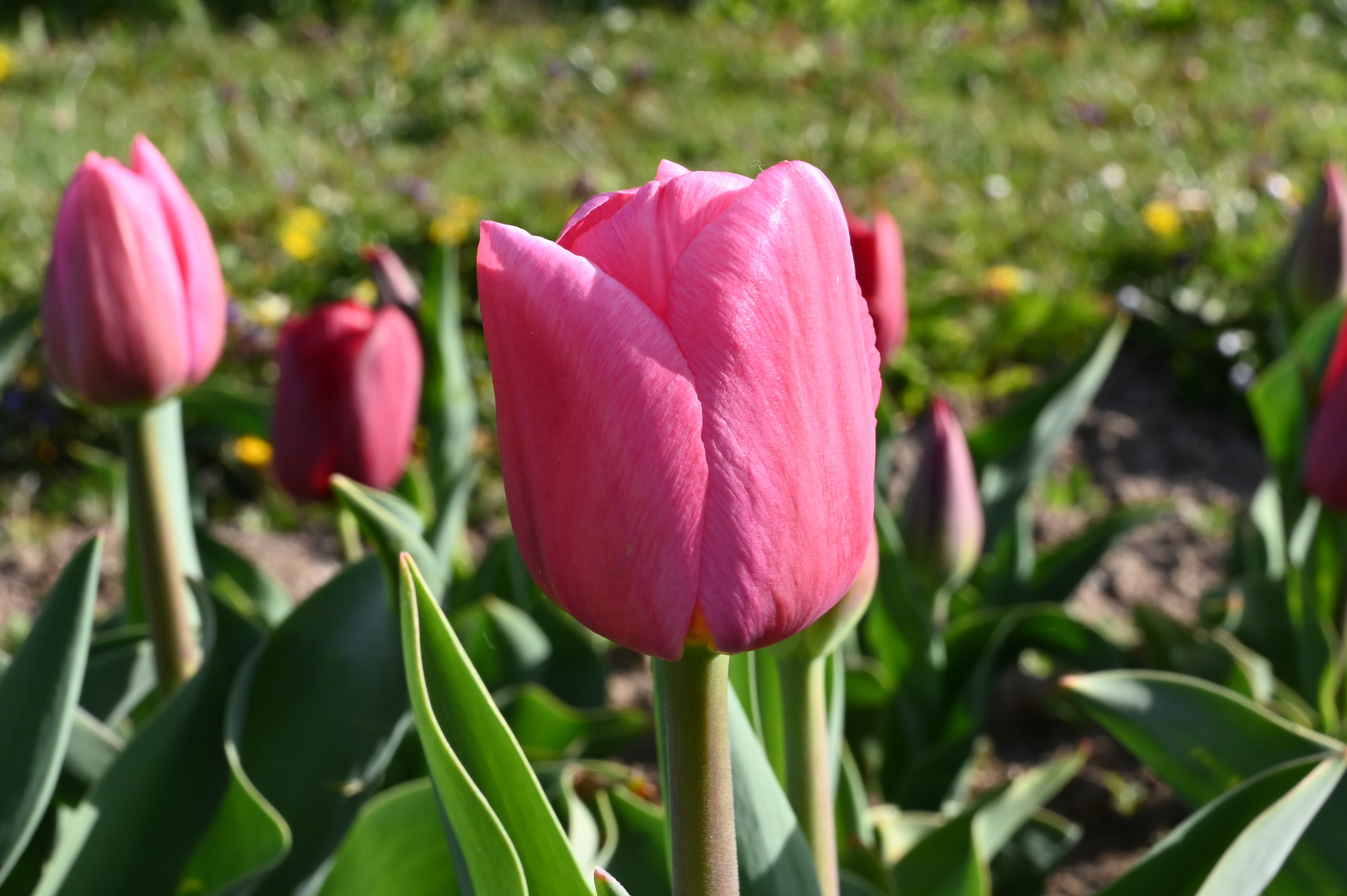 Triumph-Tulpen Lipstick