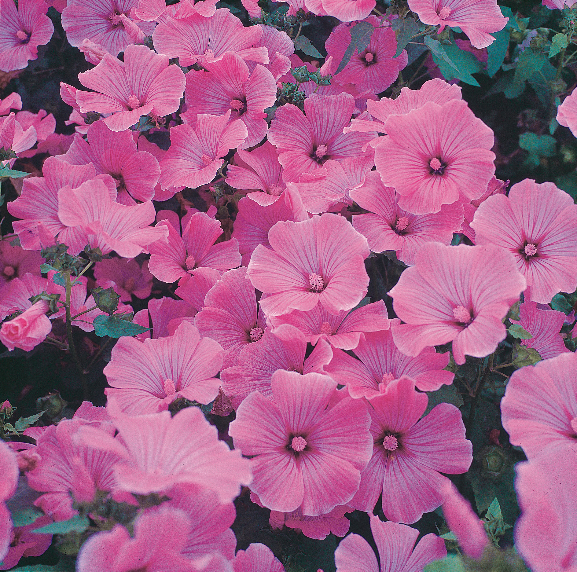 Großaufnahme eines dichten Teppichs aus leuchtend rosa-pinken Blüten mit feinen Adern und dunklem Blattwerk