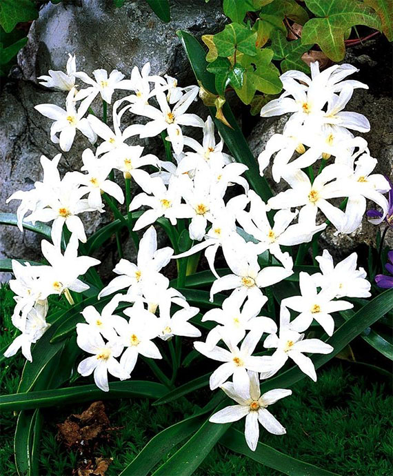 Chionodoxa luciliae Alba