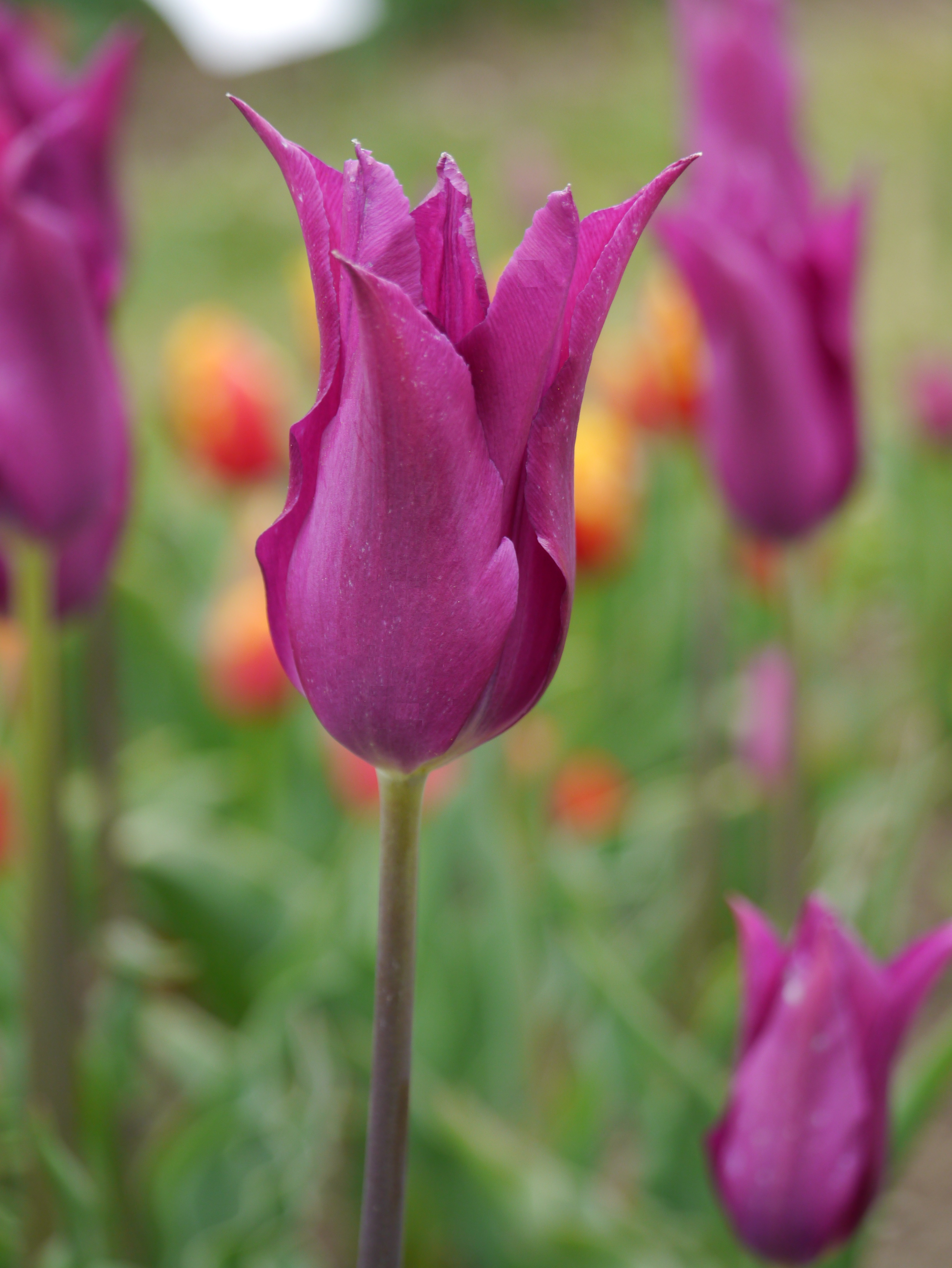 Nahaufnahme einer leuchtend lila Tulpe mit geöffneten, spitzen Blütenblättern vor unscharfem Gartenhintergrund