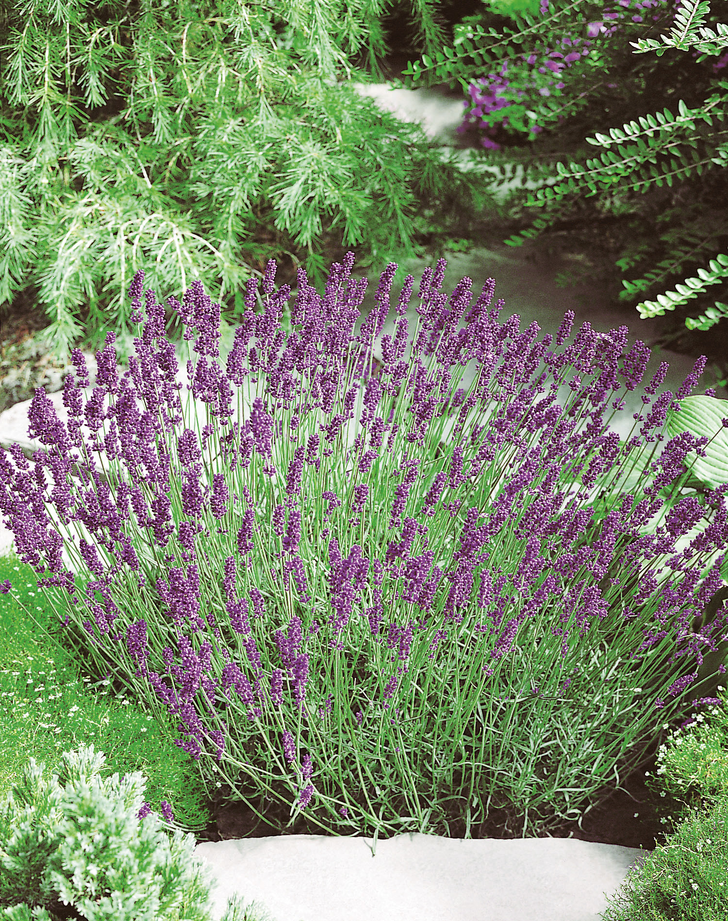 Blühender Lavendelstrauch in Nahaufnahme mit vielen lila Blüten, umgeben von grünen Gartenpflanzen und Kiessteinen.