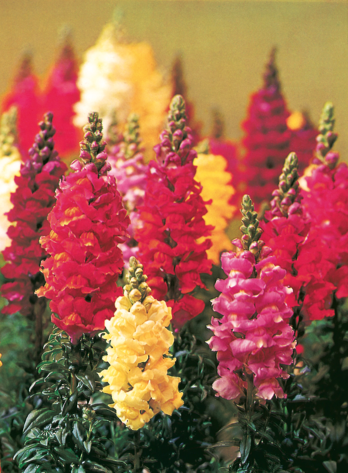 Nahaufnahme von bunten Löwenmäulchen (Antirrhinum) mit hohen Blütenständen in Rot, Rosa und Gelb