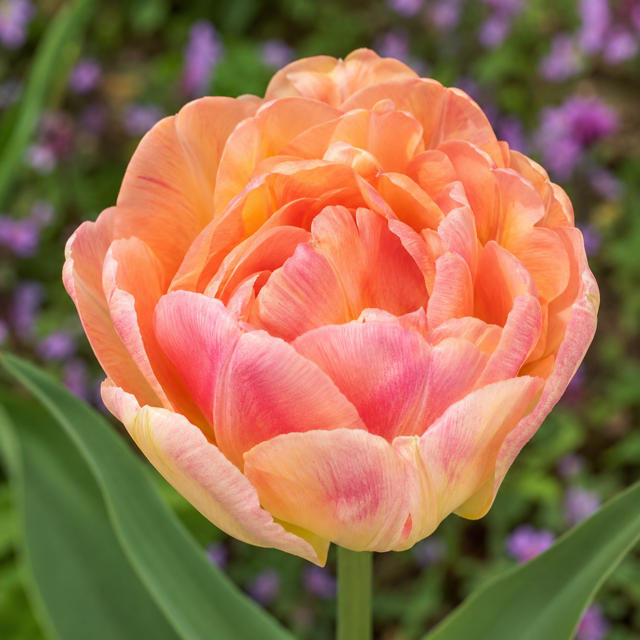 Gefüllte frühe Tulpen Creme Upstar