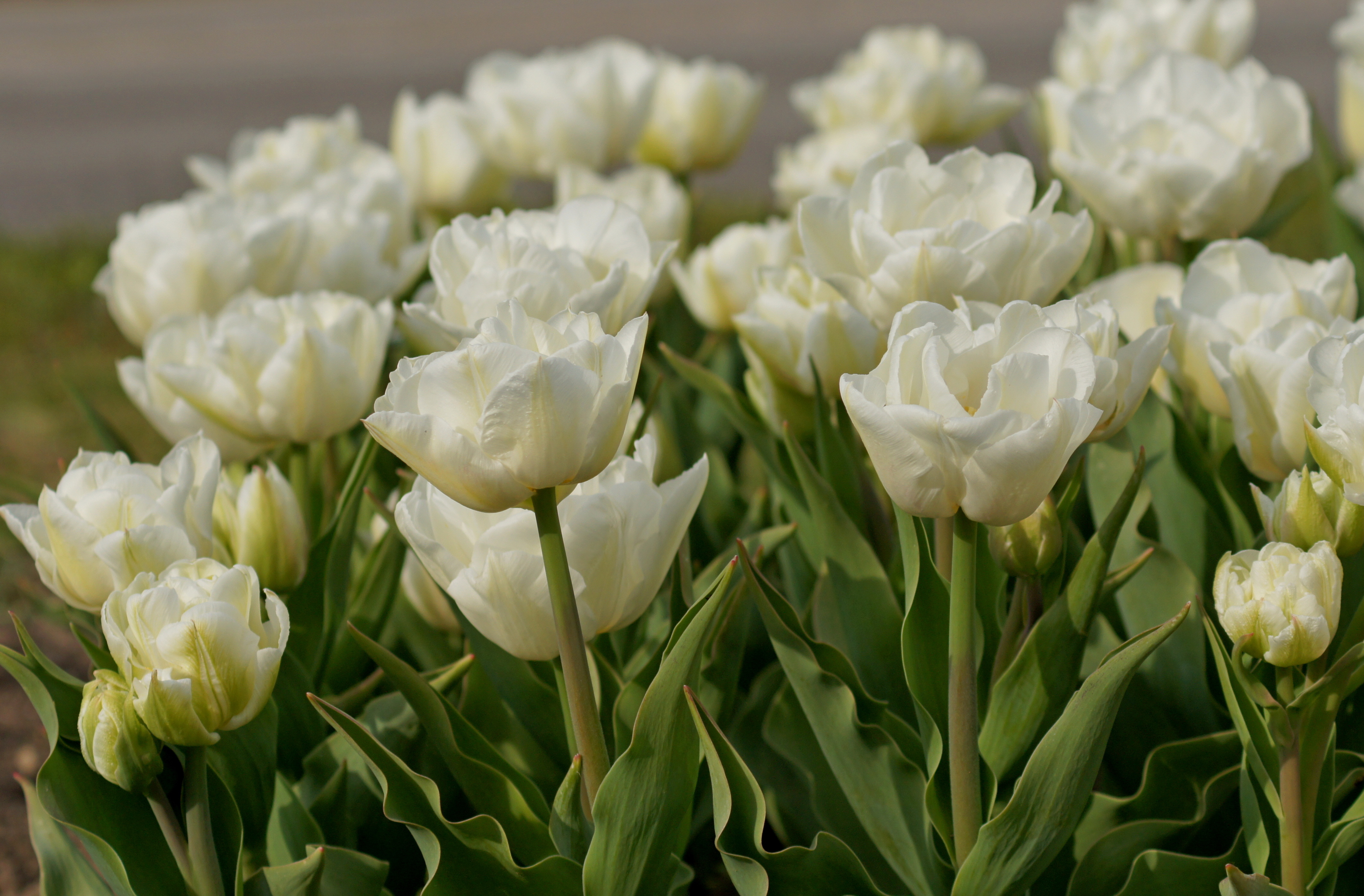 Gefüllte späte Tulpe „Mount Tacoma“ mit weißen, vollen Blüten im Beet – historische, standfeste Tulpensorte für Garten, Topf und Strauß