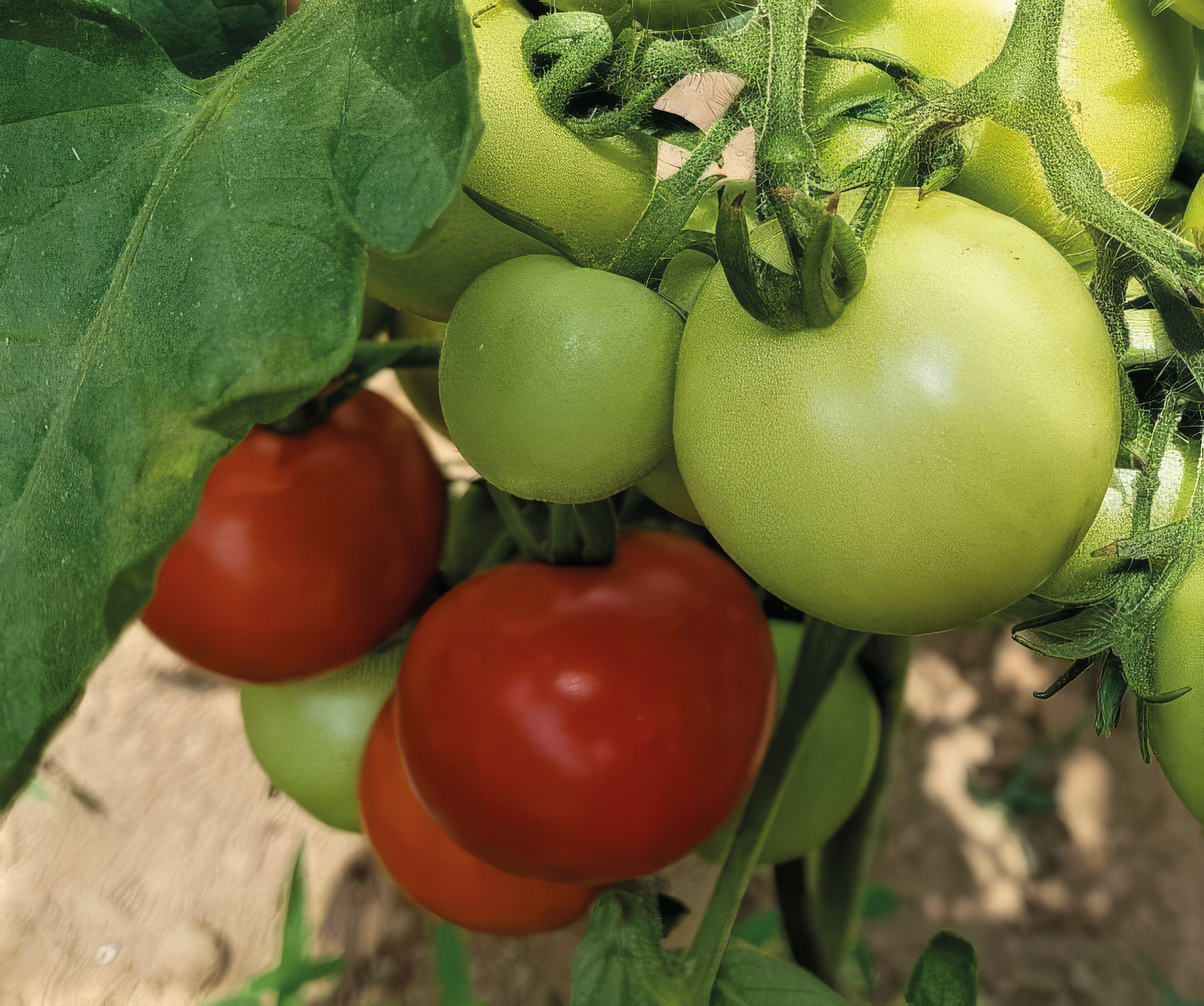Salattomate Dominator