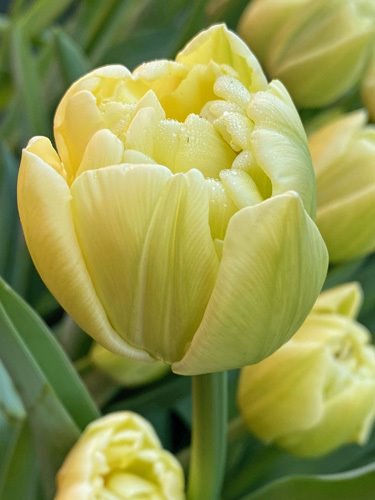 Nahaufnahme einer gefüllten gelben Tulpe mit feinen Tautropfen auf den Blütenblättern, unscharfer grüner Hintergrund