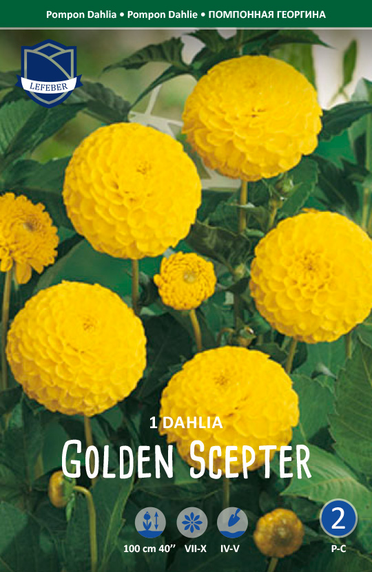 Nahaufnahme der Pompon-Dahlie 'Golden Scepter' mit leuchtend gelben, kugeligen Blüten und grünem Laub; Sorte wächst bis etwa 100 cm hoch