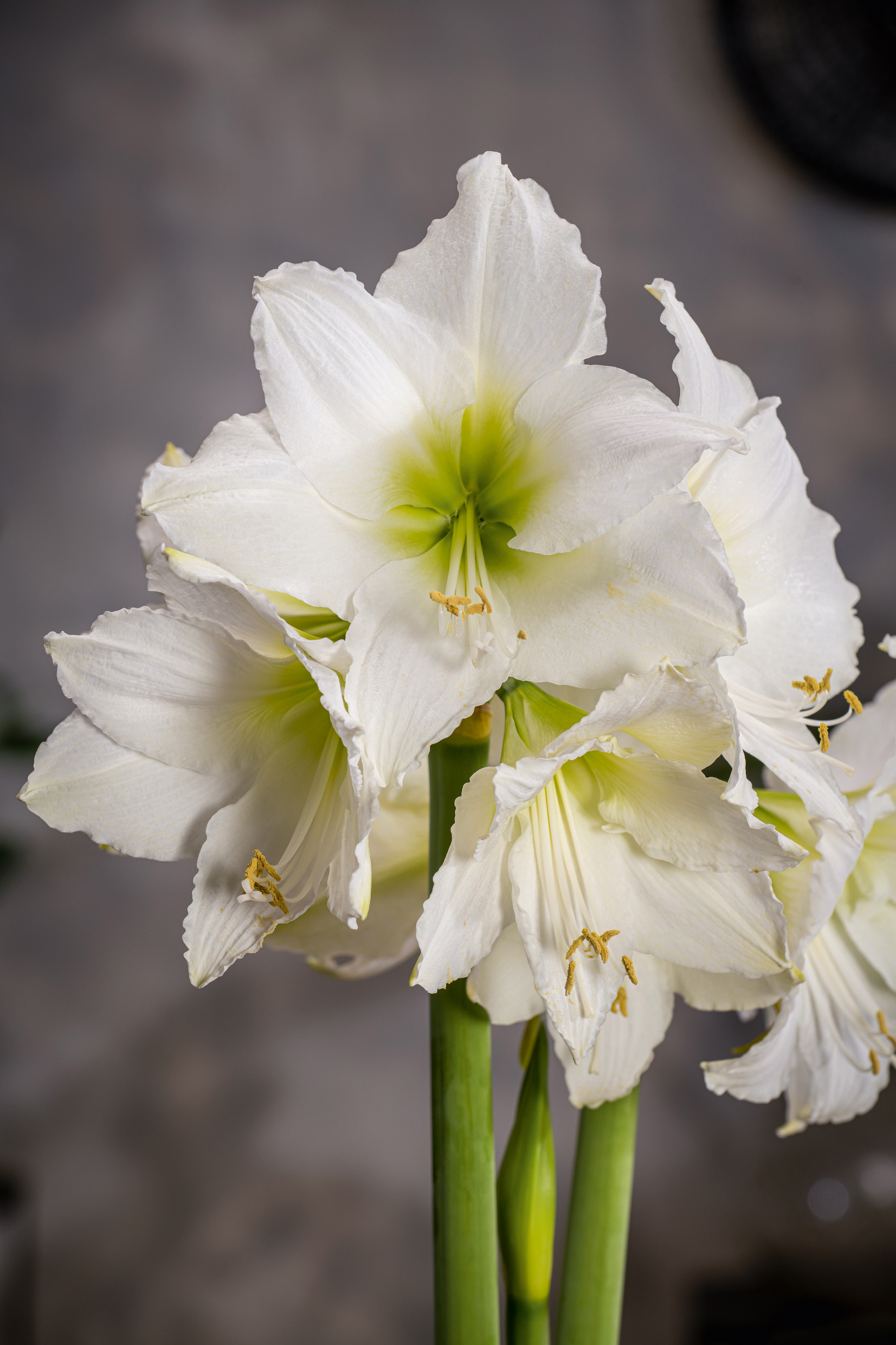 Nahaufnahme einer weißen Amaryllis (Hippeastrum) mit mehreren geöffneten Blüten, grünem Blütenzentrum und kräftigem grünen Stängel vor unscharfem Hintergrund