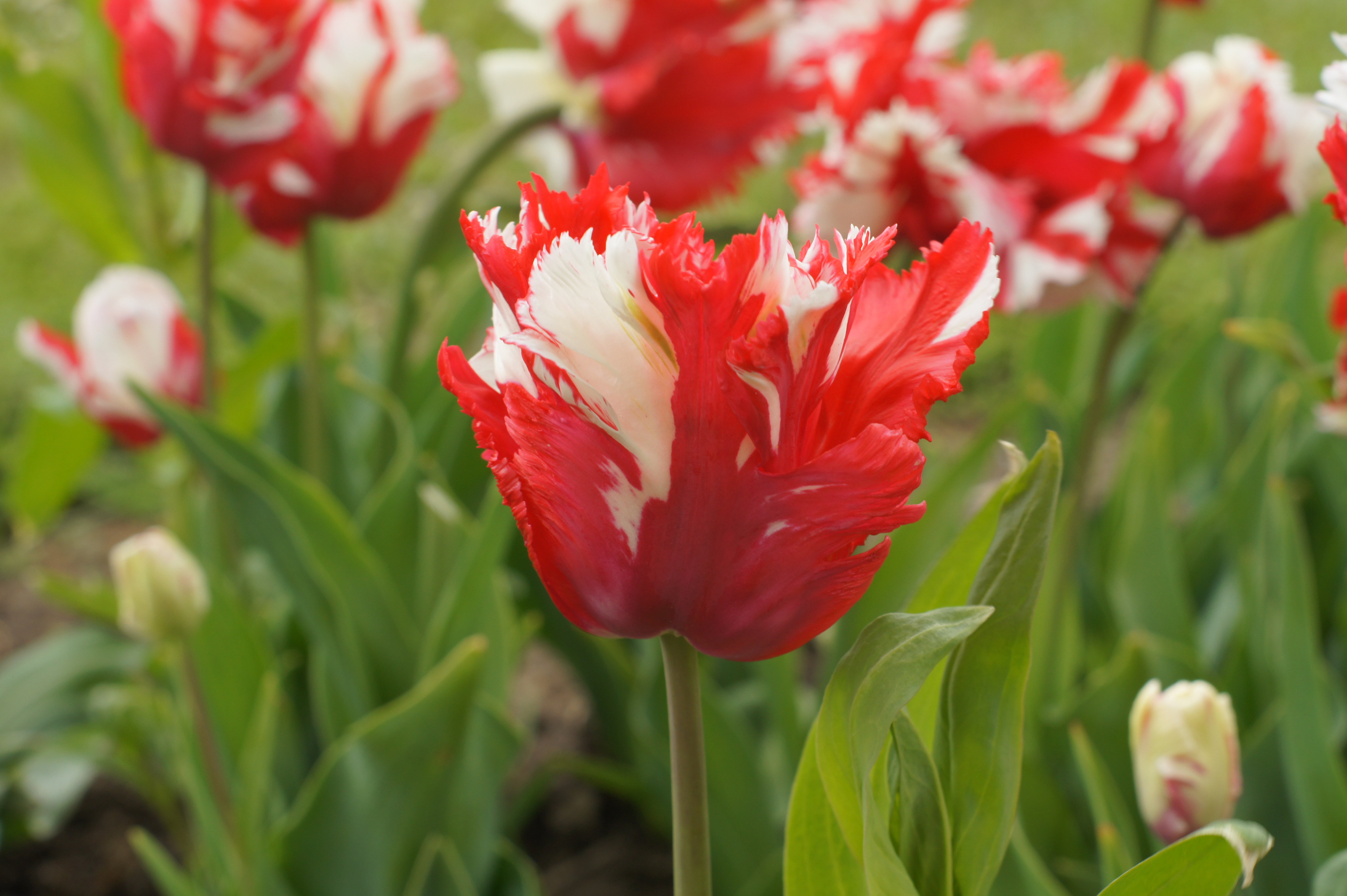 Nahaufnahme einer gefransten rot-weißen Tulpe im Blumenbeet, auffällige rote und weiße Blütenblätter, grünes Laub im Hintergrund