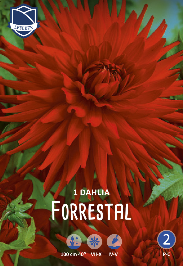 2801_Dahlia Forrestal 8711829722104 Nahaufnahme einer roten, großblütigen, gefüllten Dahlie der Sorte 'Forrestal' auf dem Verpackungsbild mit Pflanzenhinweisen (Wuchshöhe ca. 100 cm, Blütezeit Juli–Oktober, Pflanzzeit April–Mai). Ideal für Beete und als Schnittblume.