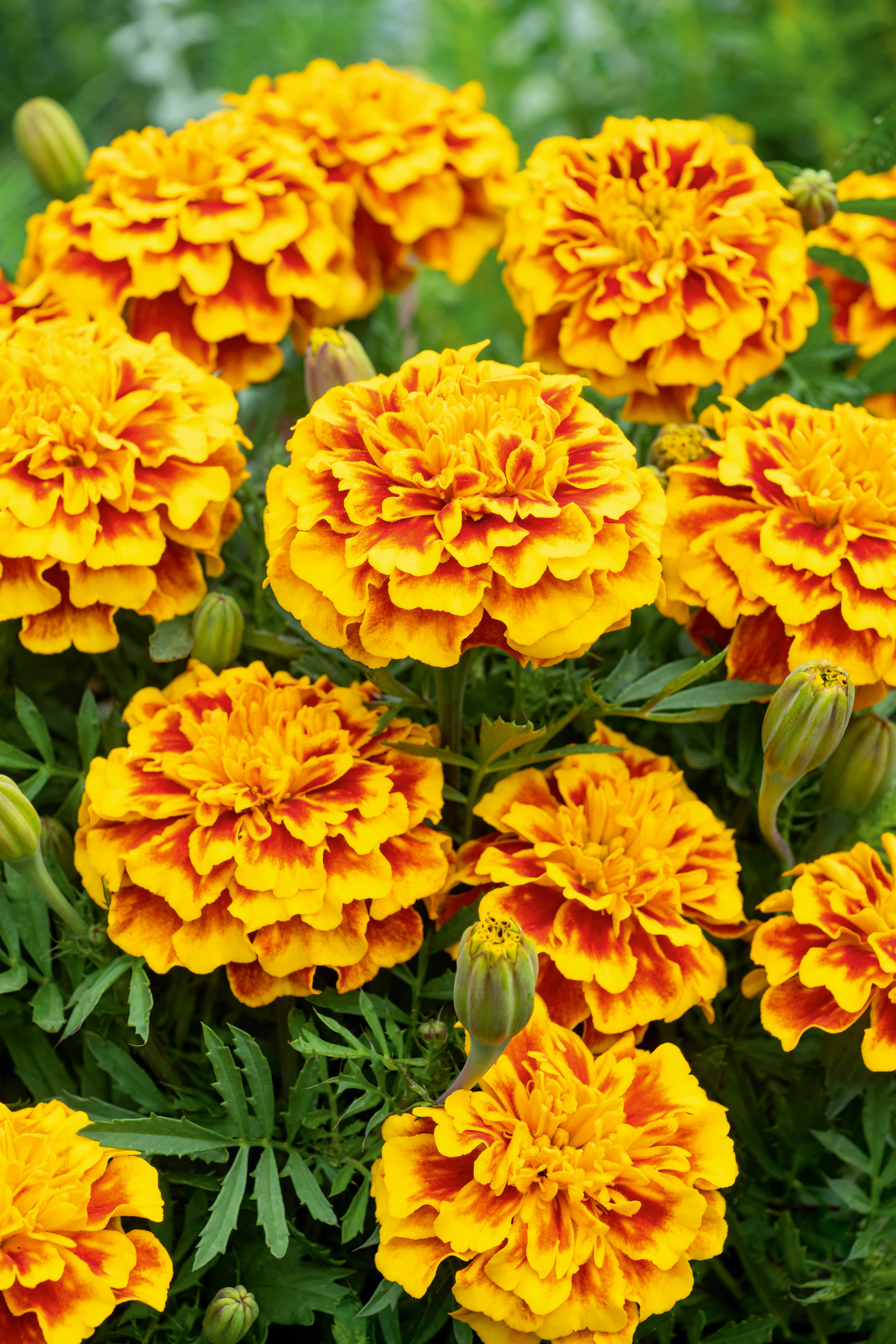 Nahaufnahme gelb-orangefarbener Tagetes (Studentenblumen) mit roten Akzenten und üppig gefüllten Blütenköpfen im Beet