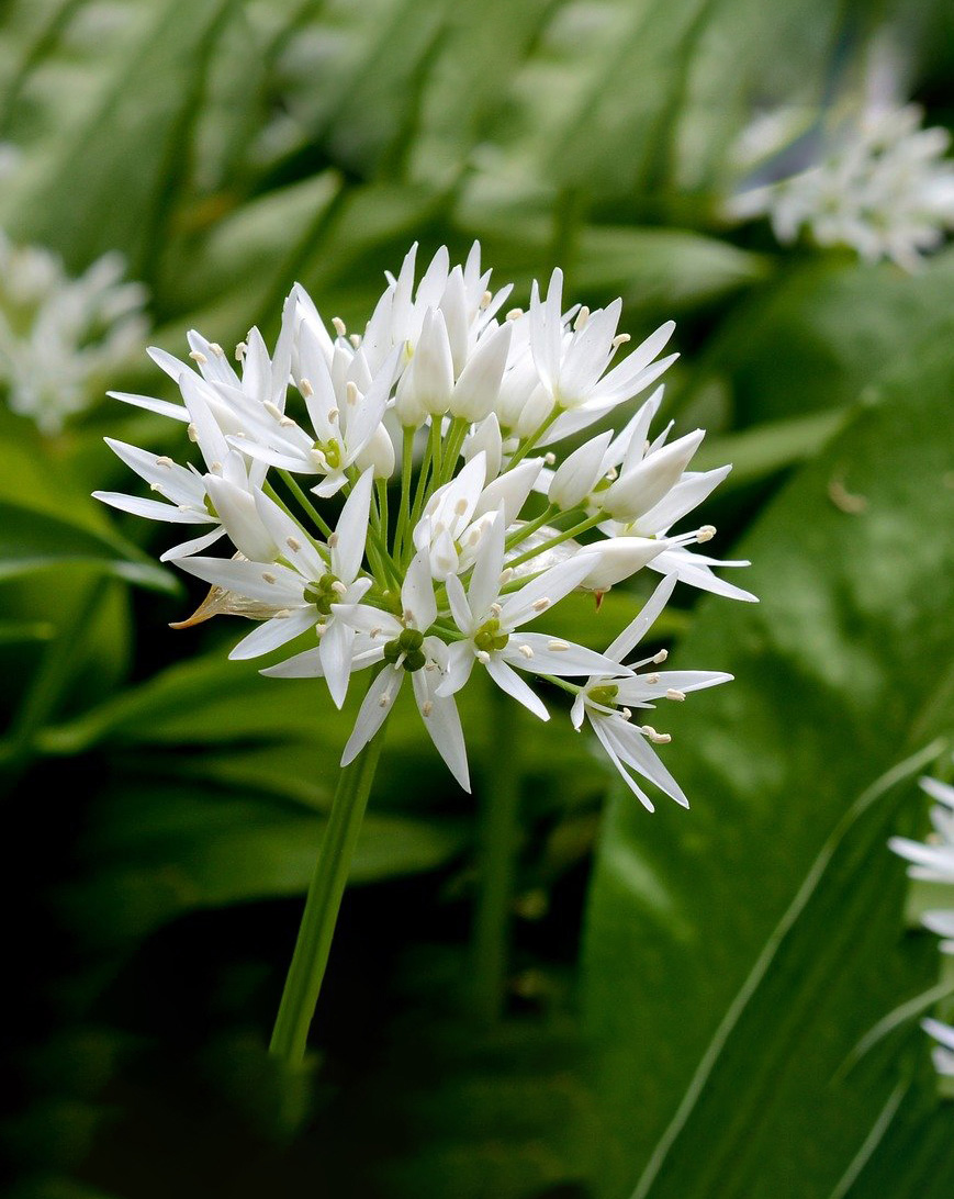 Weiße Doldenblüten des Bärlauchs (Allium ursinum) in Nahaufnahme vor grünen Blättern