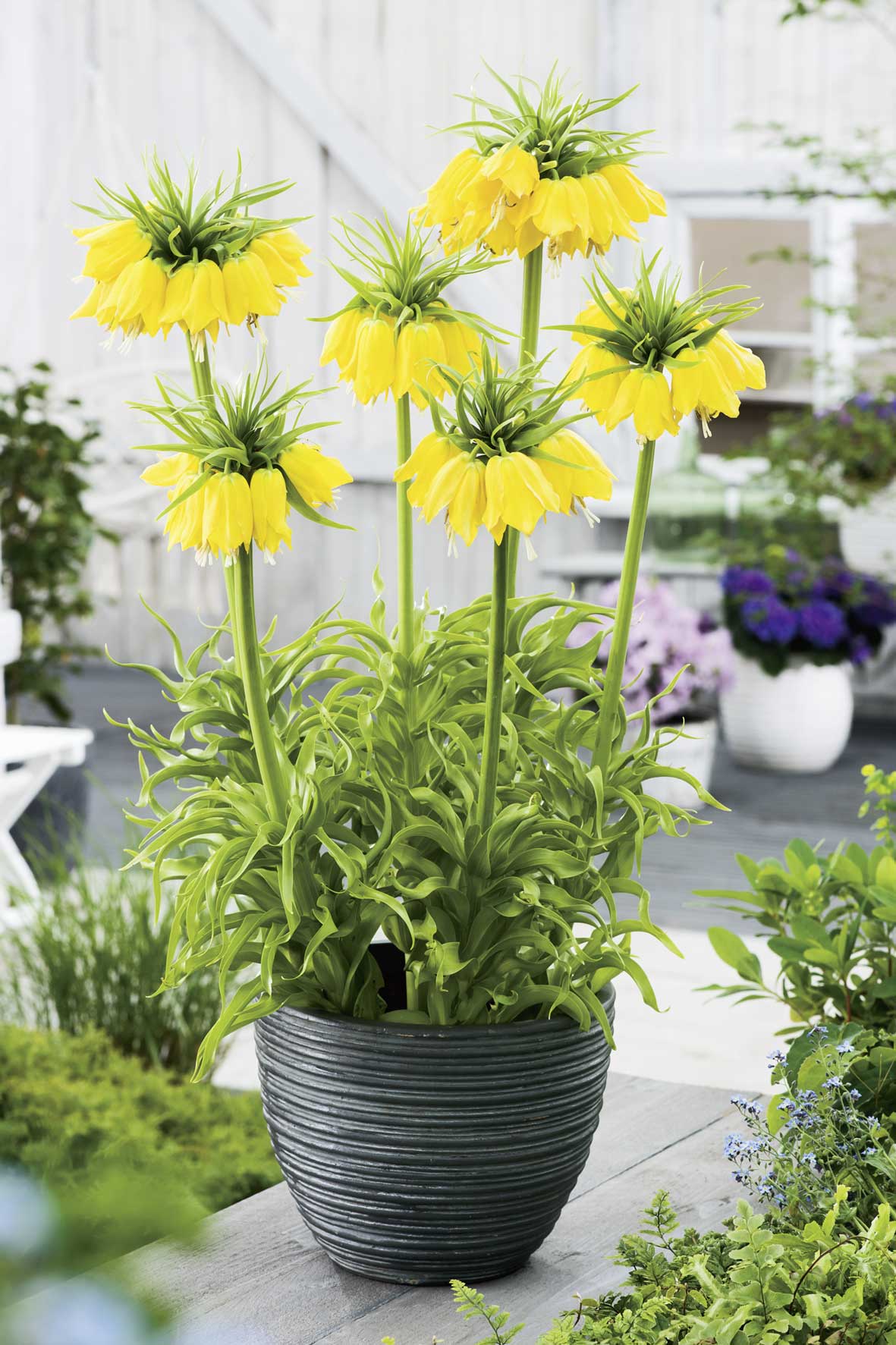 Gelbe Kaiserkrone (Fritillaria imperialis) mit mehreren hängenden, glockenförmigen Blüten auf hohen Stängeln in grauem Pflanzkübel auf einer Terrasse