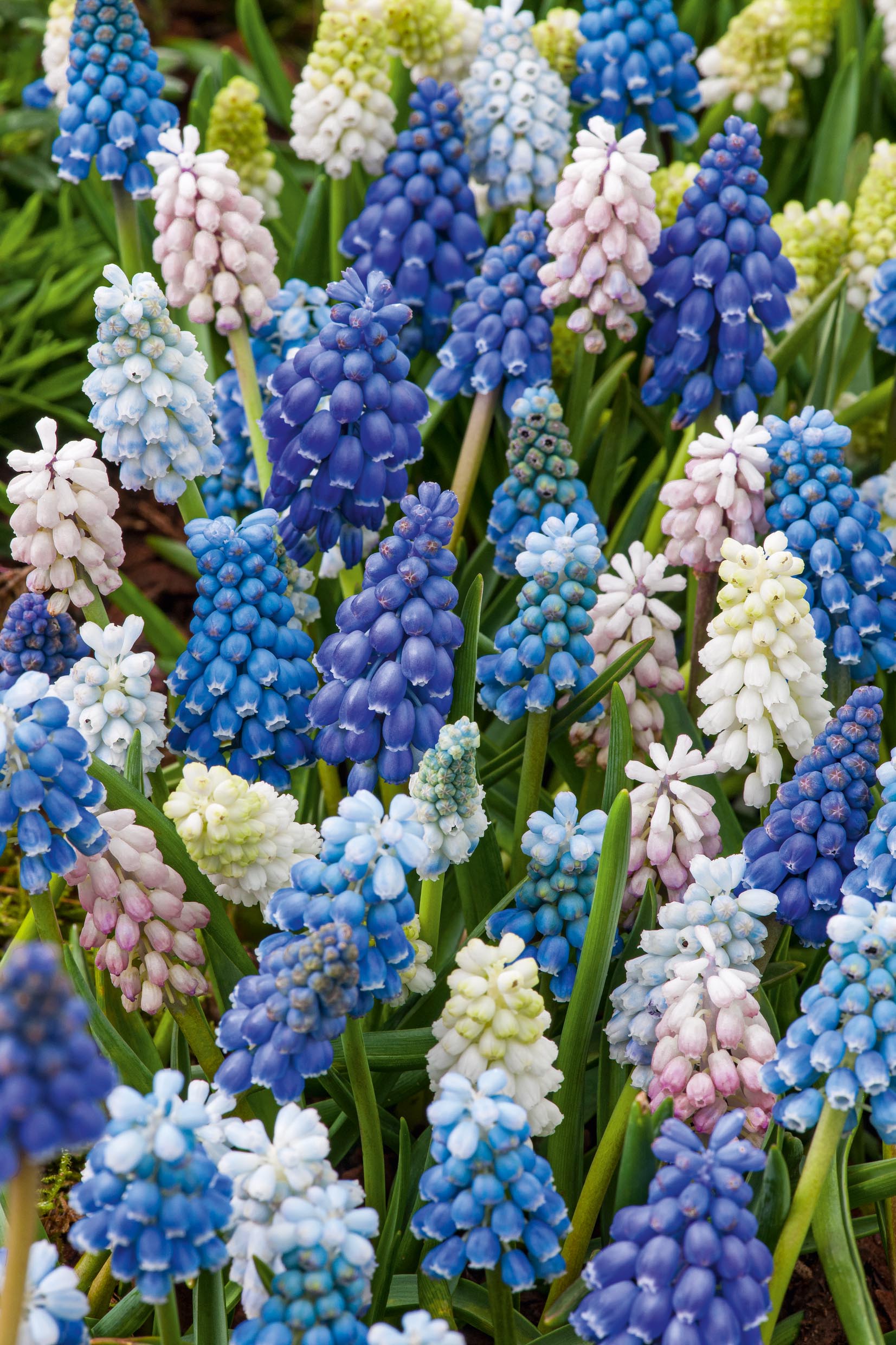 Muscari Mischung mit dicht stehenden Traubenhyazinthen in Blau, Hellblau, Weiß und zartem Rosa – frühlingshafte Frühjahrsblüher für Beete, Rabatten und Steingärten