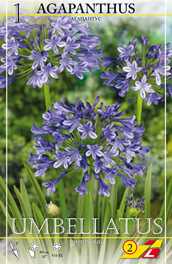 Agapanthus umbellatus Agapanthus africanus syn. umbellatus