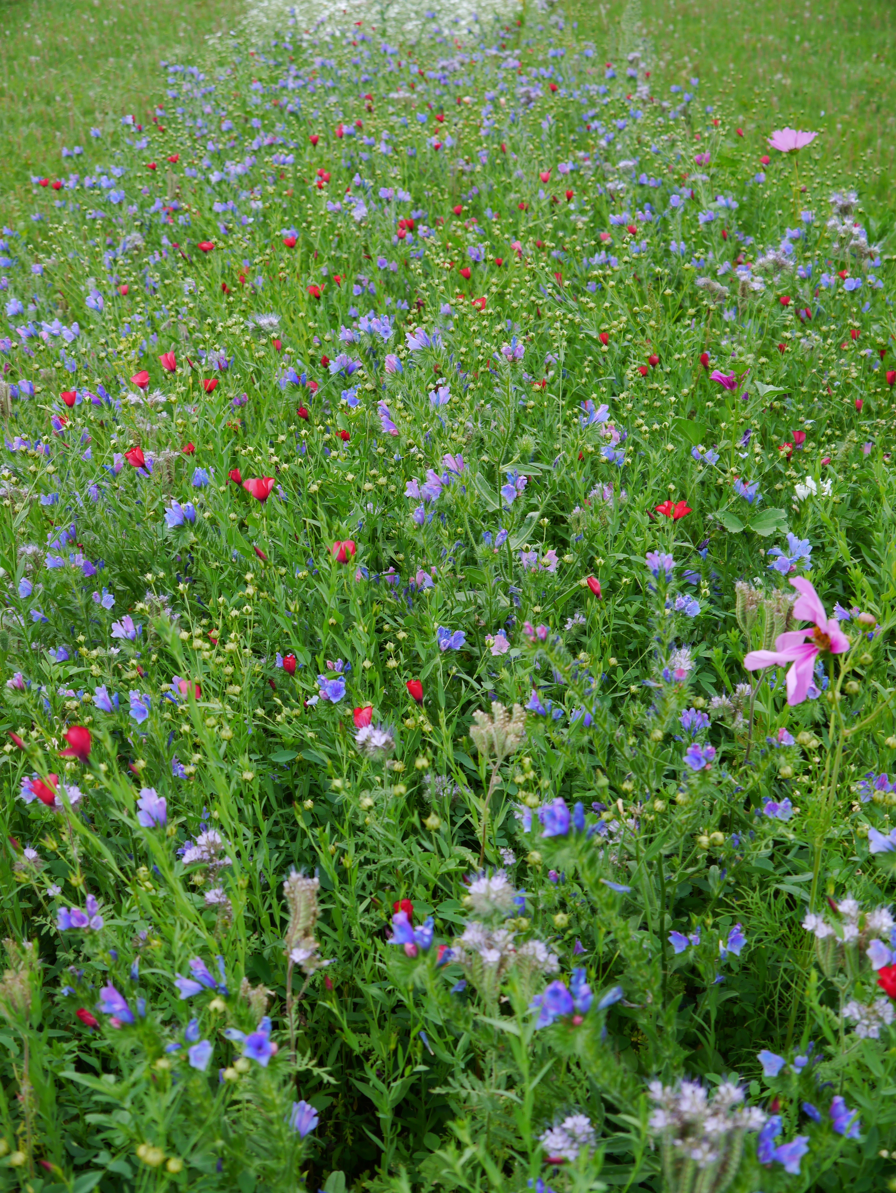 Nahaufnahme einer bunten Wildblumenwiese mit roten, blauen und rosa Blüten, dichtem grünem Wuchs und verschiedenen Wildblumenarten