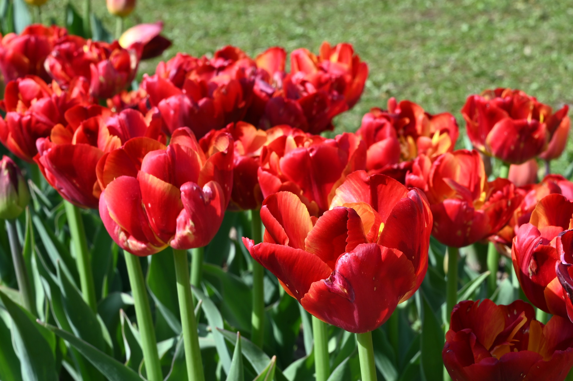 Gefüllte frühe Tulpen Tropical Sensation mit leuchtend rot-orangenen, gefüllten Blüten in einem sonnigen Gartenbeet