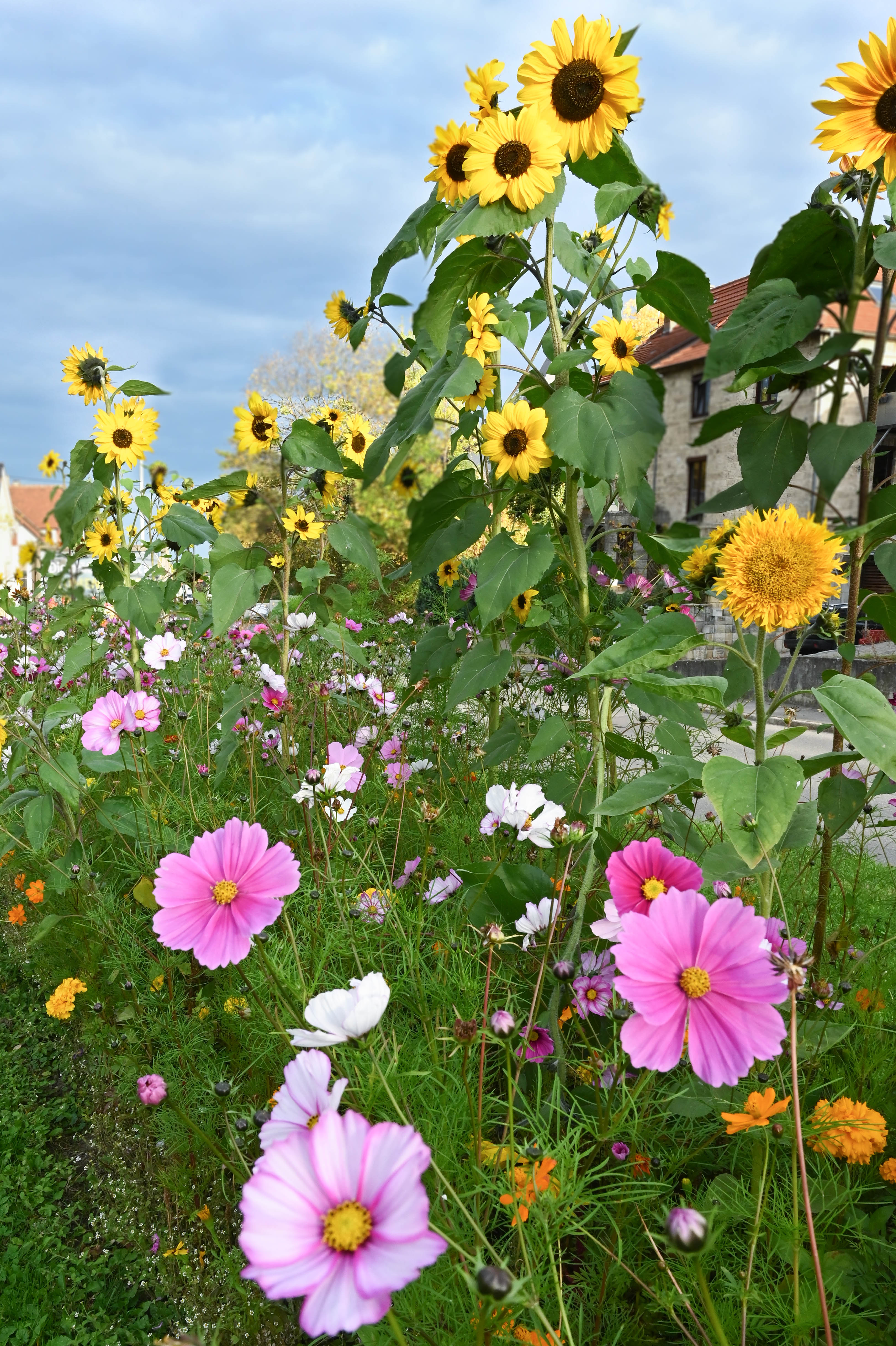 Nahaufnahme einer Blumenwiese mit Sonnenblumen und bunten Kosmeen, die im Herbst blühen.