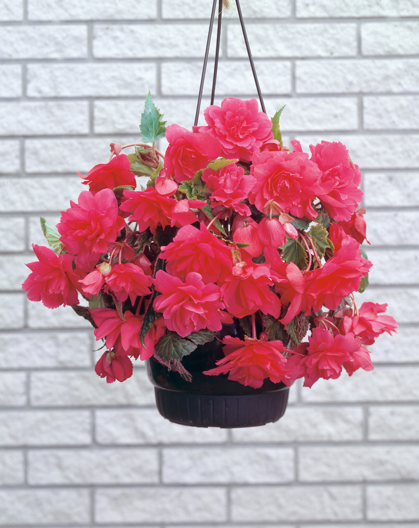 2724_Hängebegonien rosa Hängender Topf mit pinken Begonien, üppige Blütenpracht und grüne Blätter vor weißer Backsteinwand