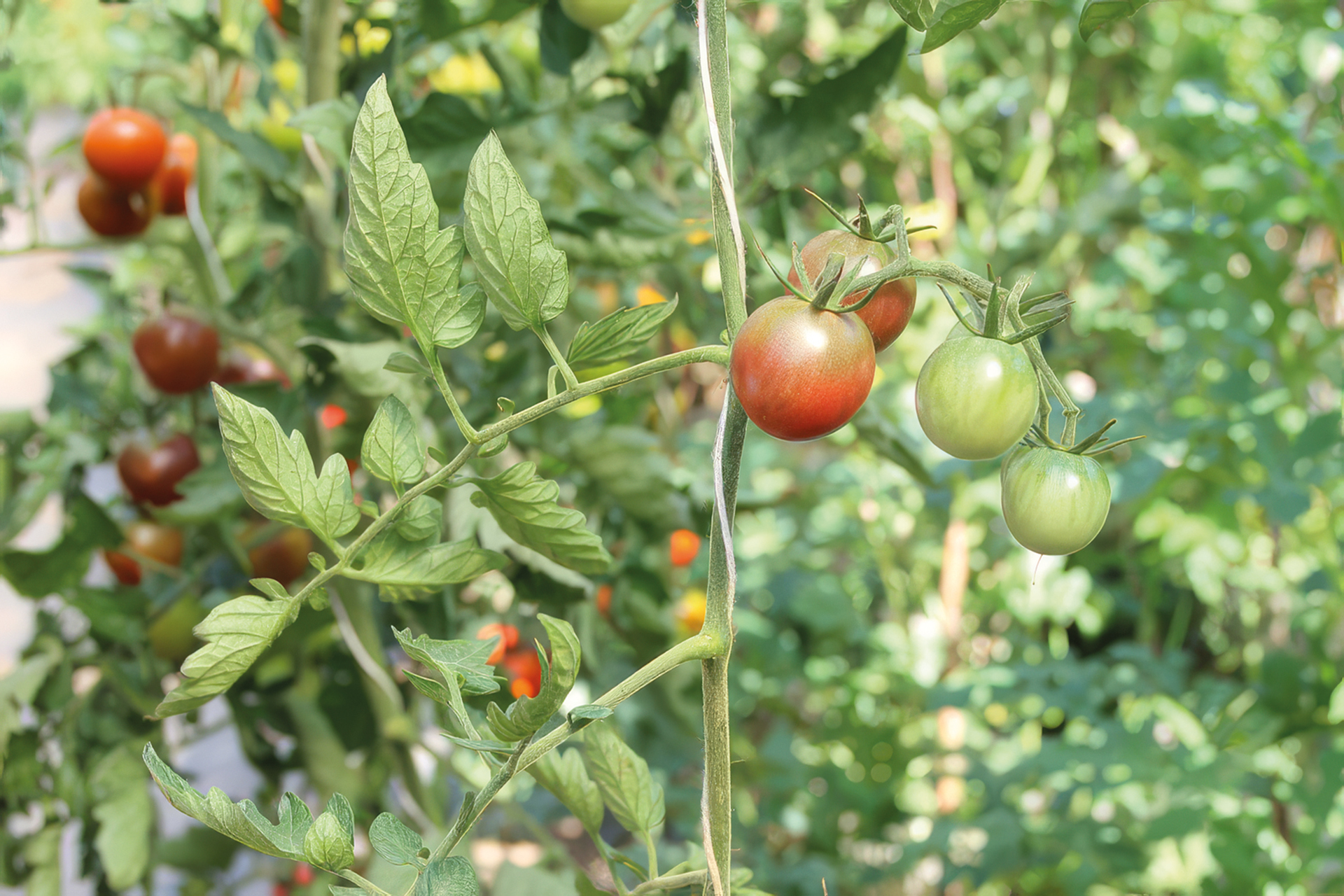 Cocktailtomate Aromastar
