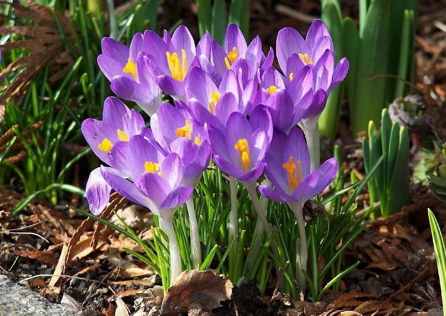 Nahaufnahme eines Büschels lila Krokusse mit gelben Staubgefäßen, die aus dem Boden eines sonnigen Frühlingsbeets wachsen