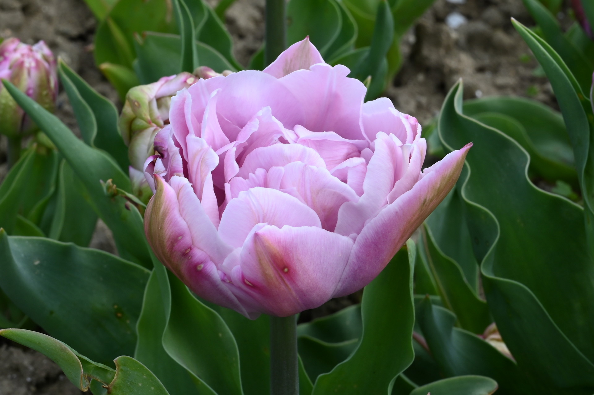Gefüllte späte Tulpe Katinka mit dicht gefüllter, pfingstrosenartiger Blüte in zartem Lilac-Rosa bis Silberlila, ideal für Beet, Topf und Kübel im Frühling