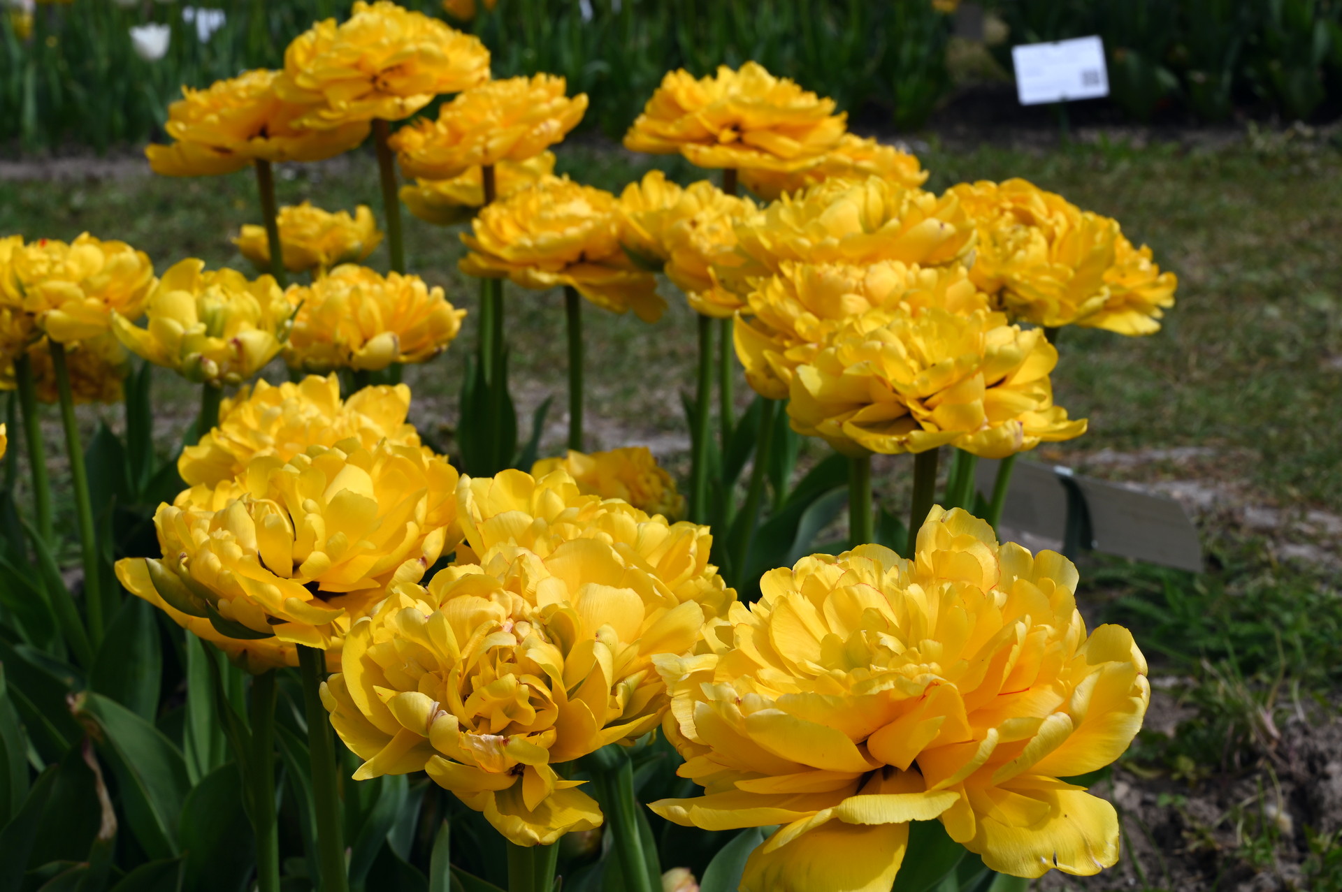 Gefüllte späte Tulpen Akebono mit großen, dicht gefüllten gelben Blüten auf kräftigen Stielen im Beet – elegante Frühlingsblüher für Garten und Pflanzung
