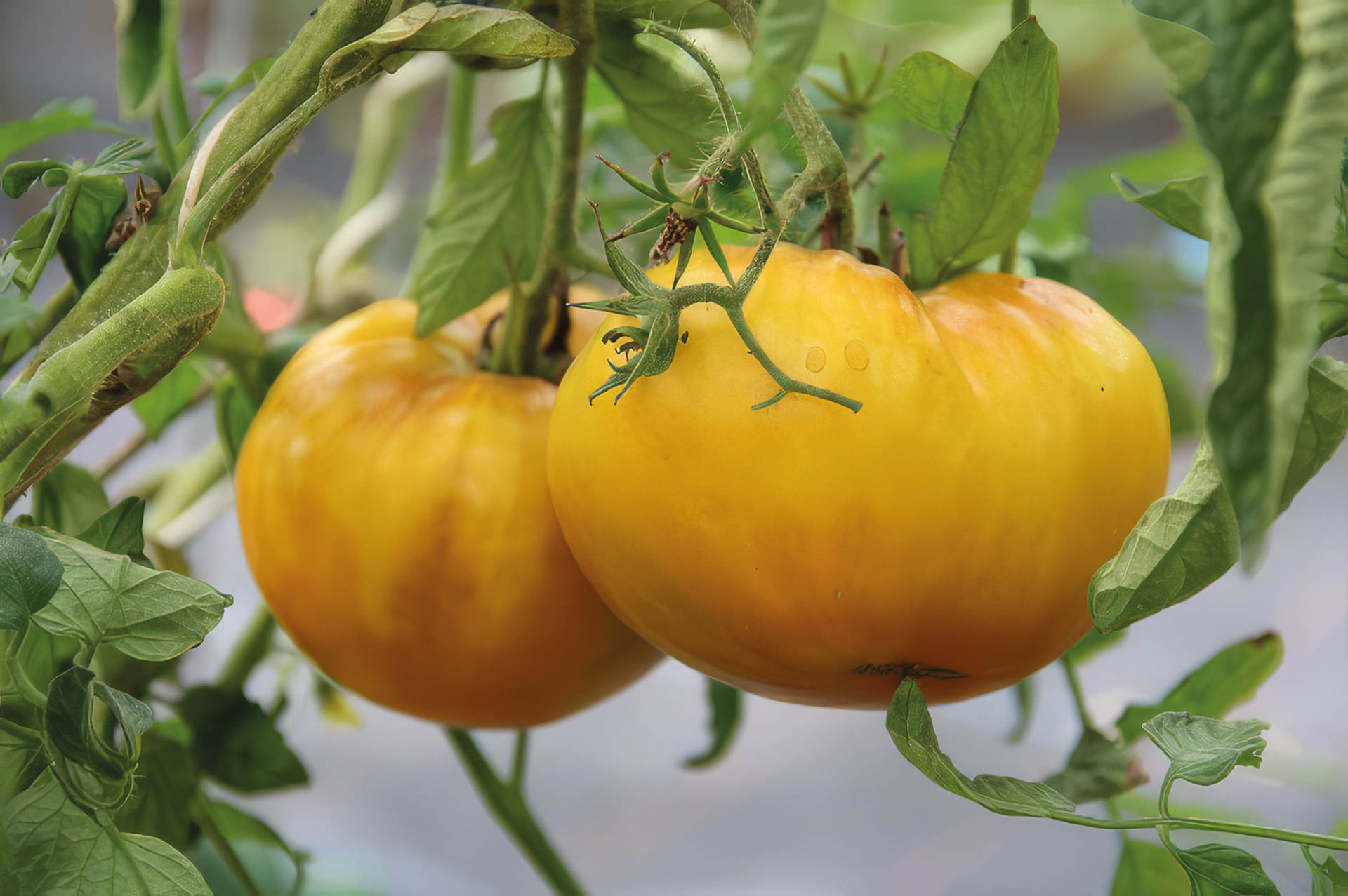 Fleischtomate Gelbe von Biskini