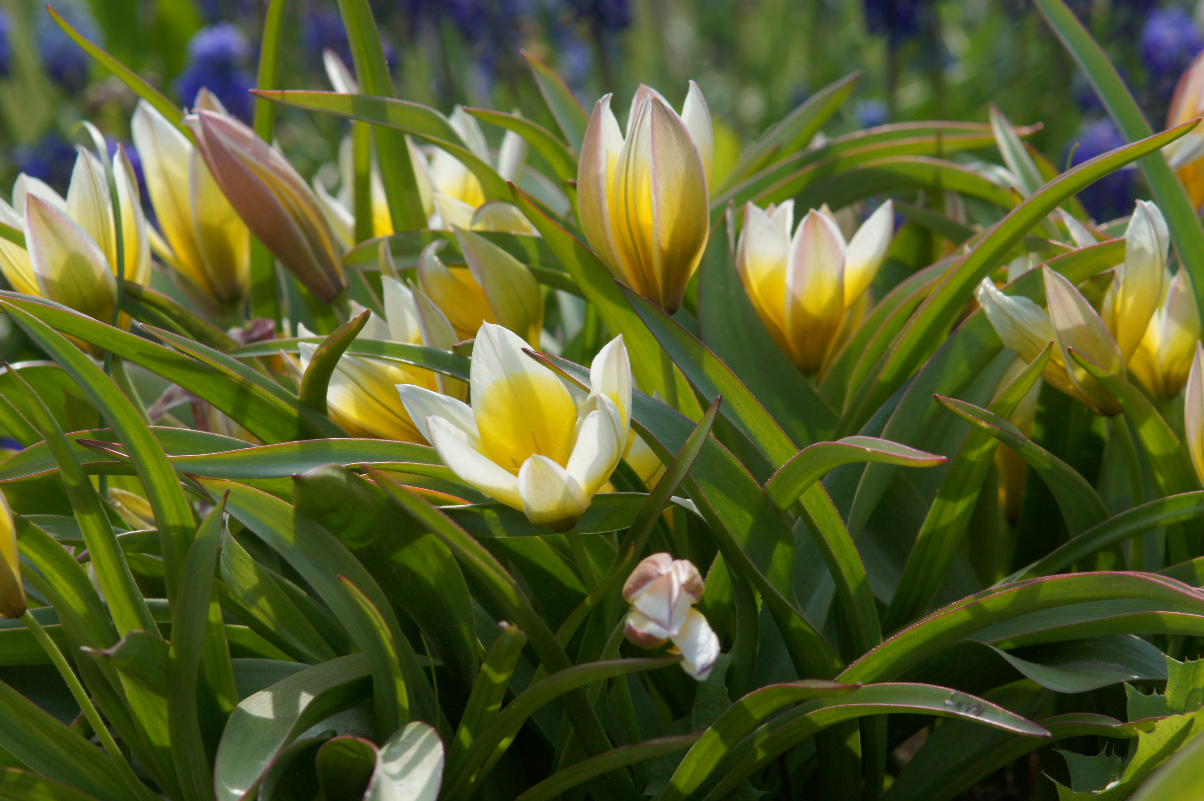 Nahaufnahme gelb-weißer Tulpen mit grünen Blättern in einem Frühlingsbeet