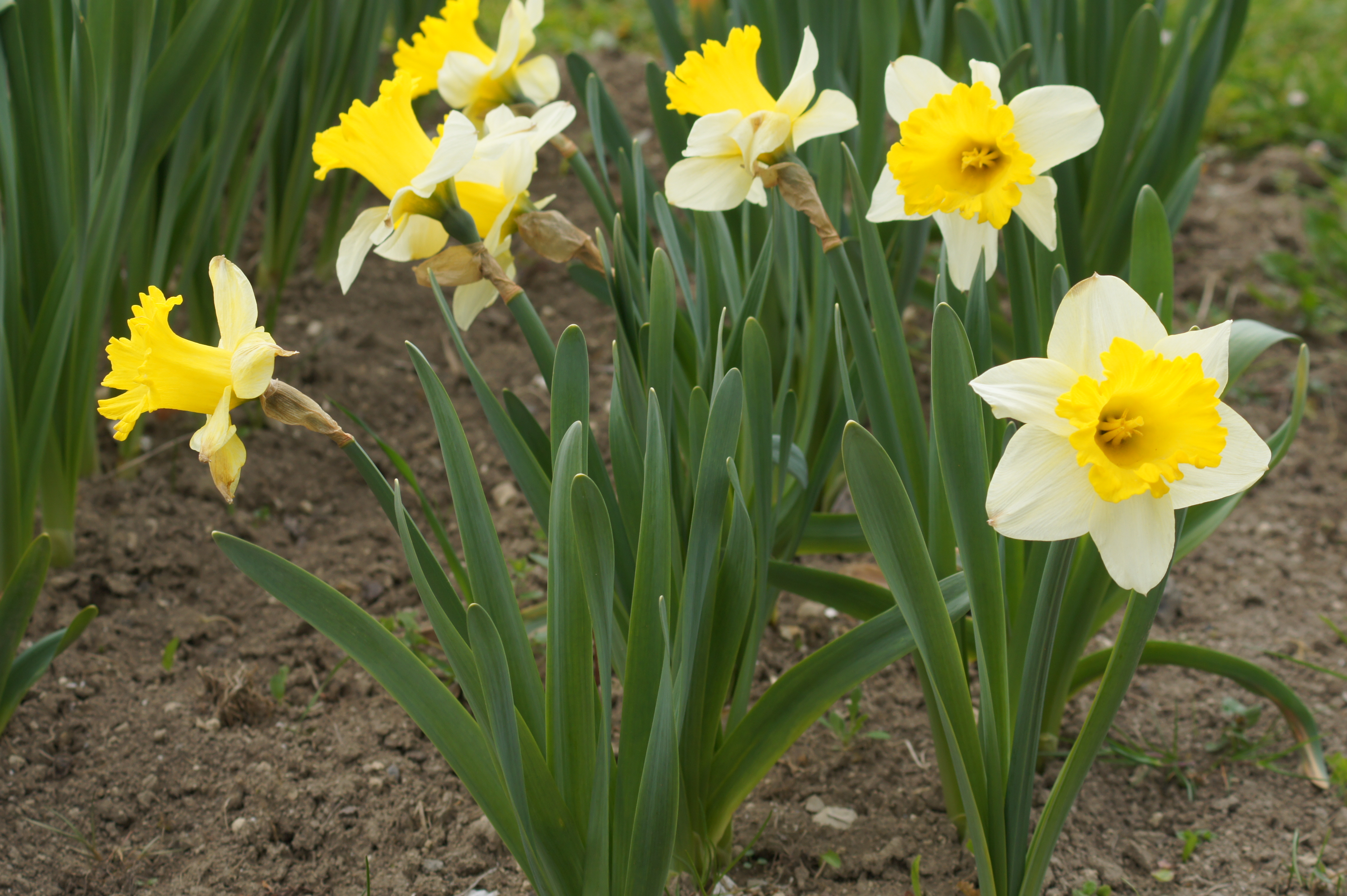 Trompeten-Narzissen Attraction