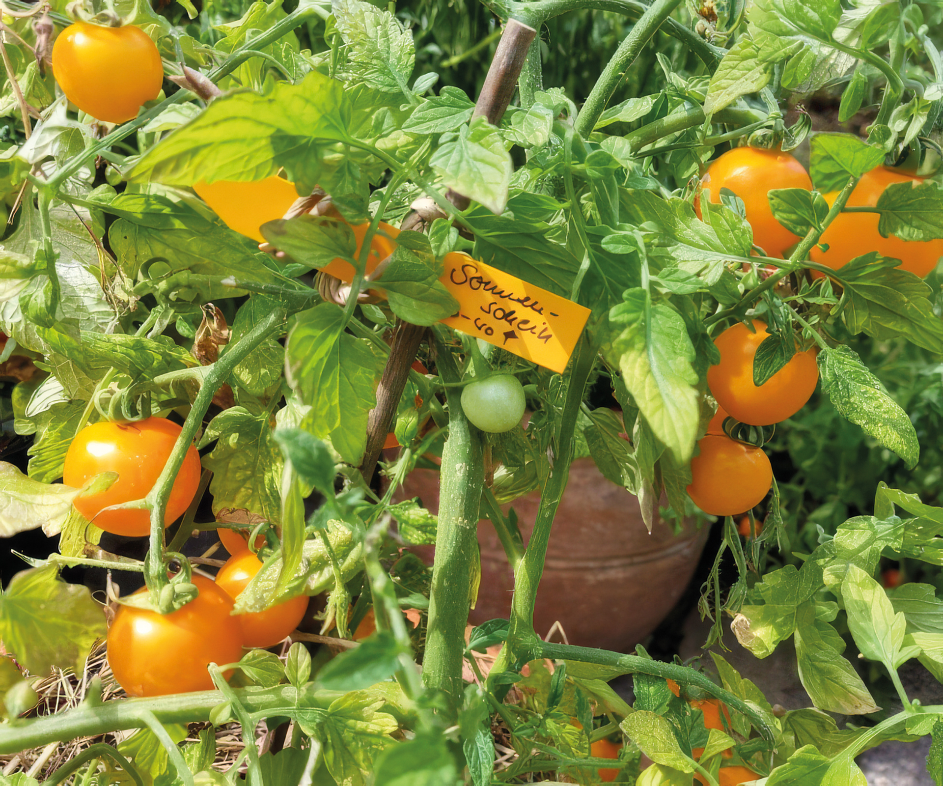 Balkontomate Sonnenschein