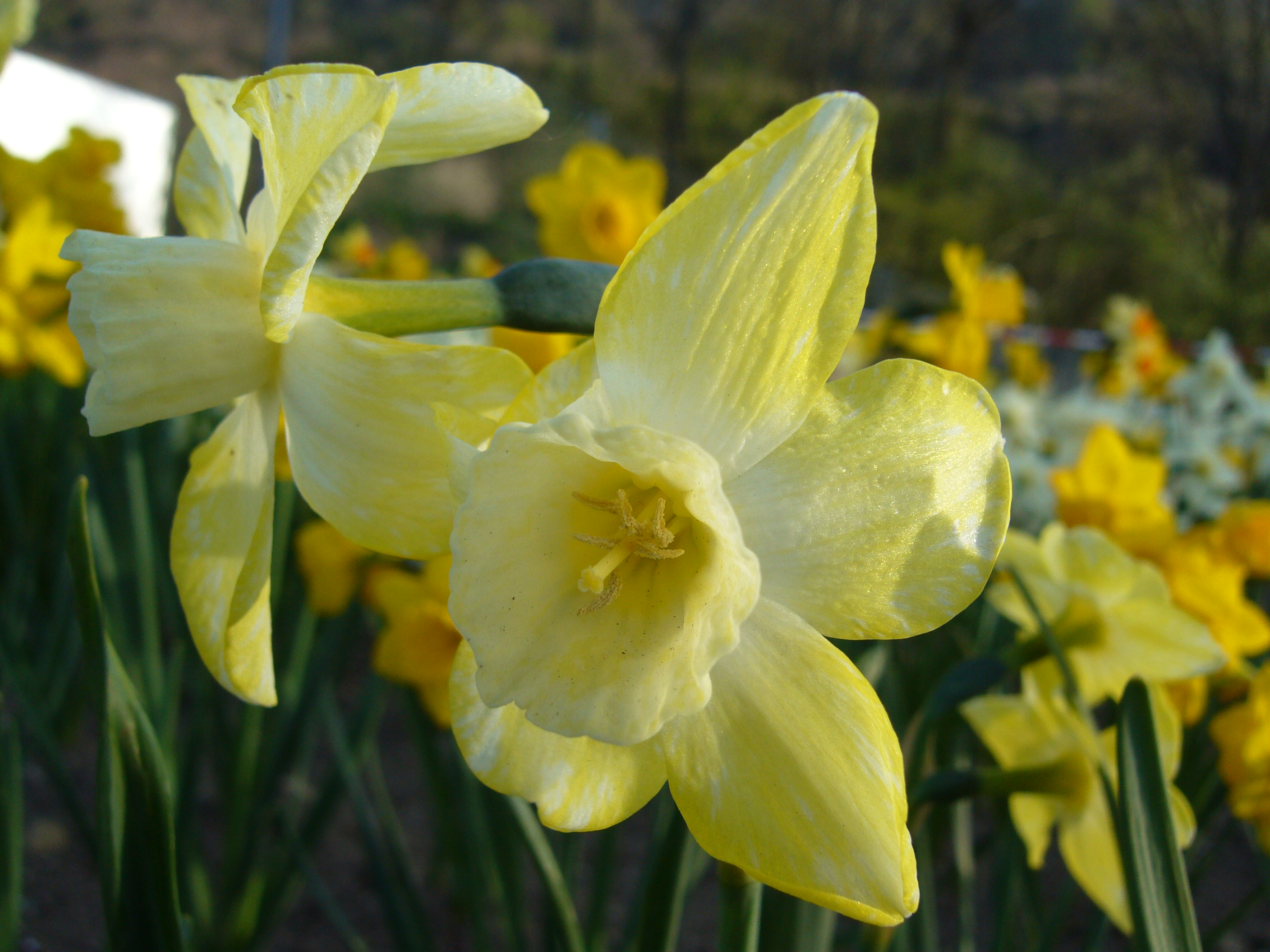 Nahaufnahme von gelben Narzissenblüten in einem blühenden Feld