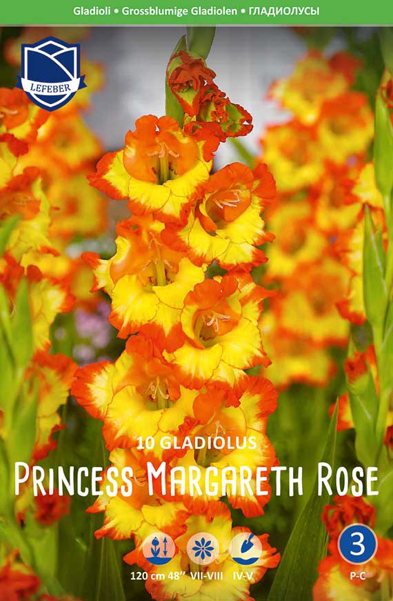 8711829848408 Gladiolen 'Princess Margareth Rose' - gelb-orange Blütenrispe, bis 120 cm, Packung mit 10 Blumenzwiebeln