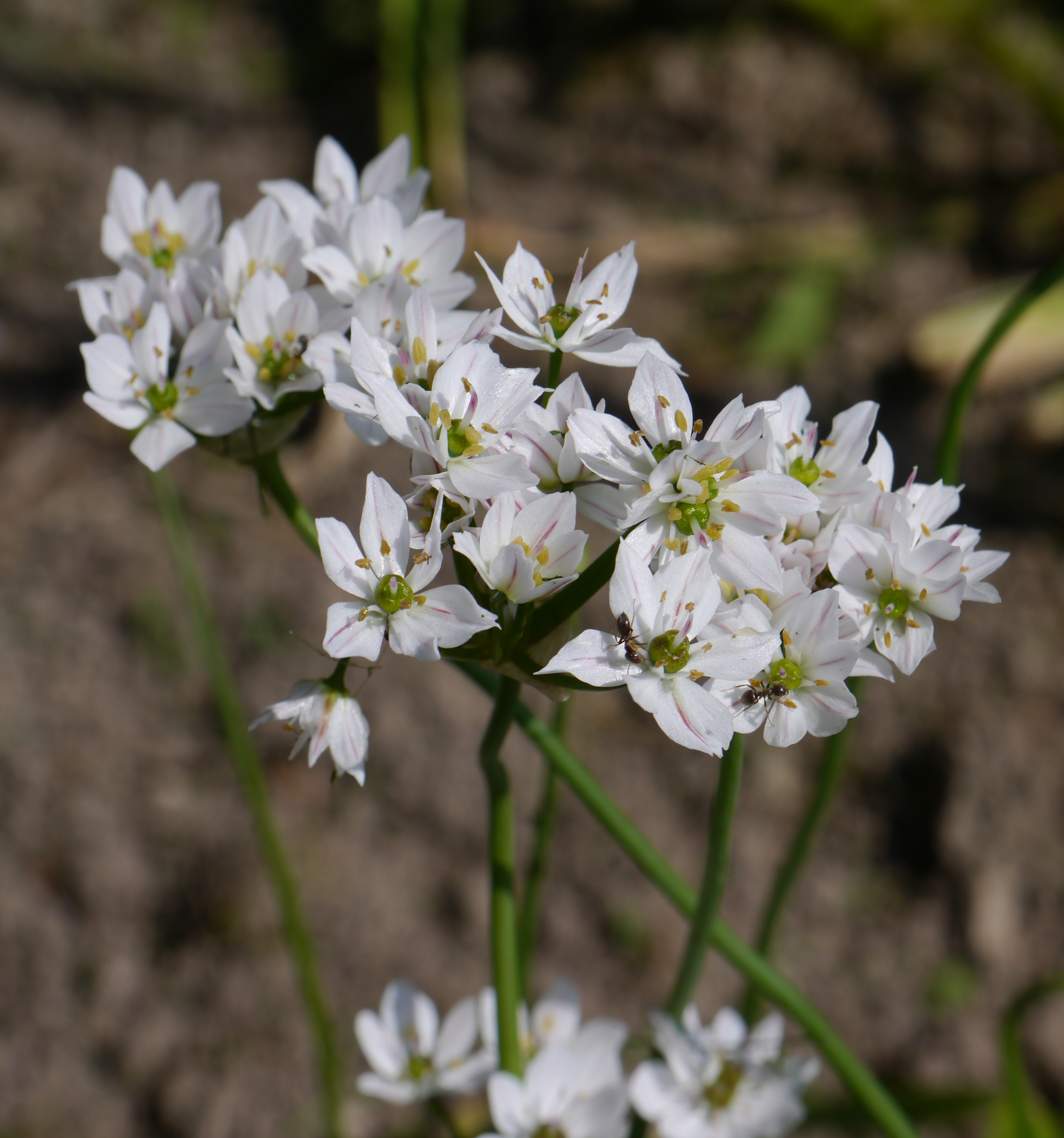 Nahaufnahme einer Rispe kleiner, weißer, sternförmiger Blüten mit grünen Zentren und gelben Staubgefäßen; auf einigen Blüten sind Ameisen zu sehen, unscharfer erdiger Hintergrund