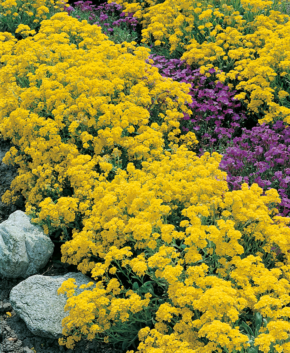 Leuchtend gelbe Bodendecker-Blüten im Steingarten, dazwischen violette Begleitblüten und dekorative Felsen