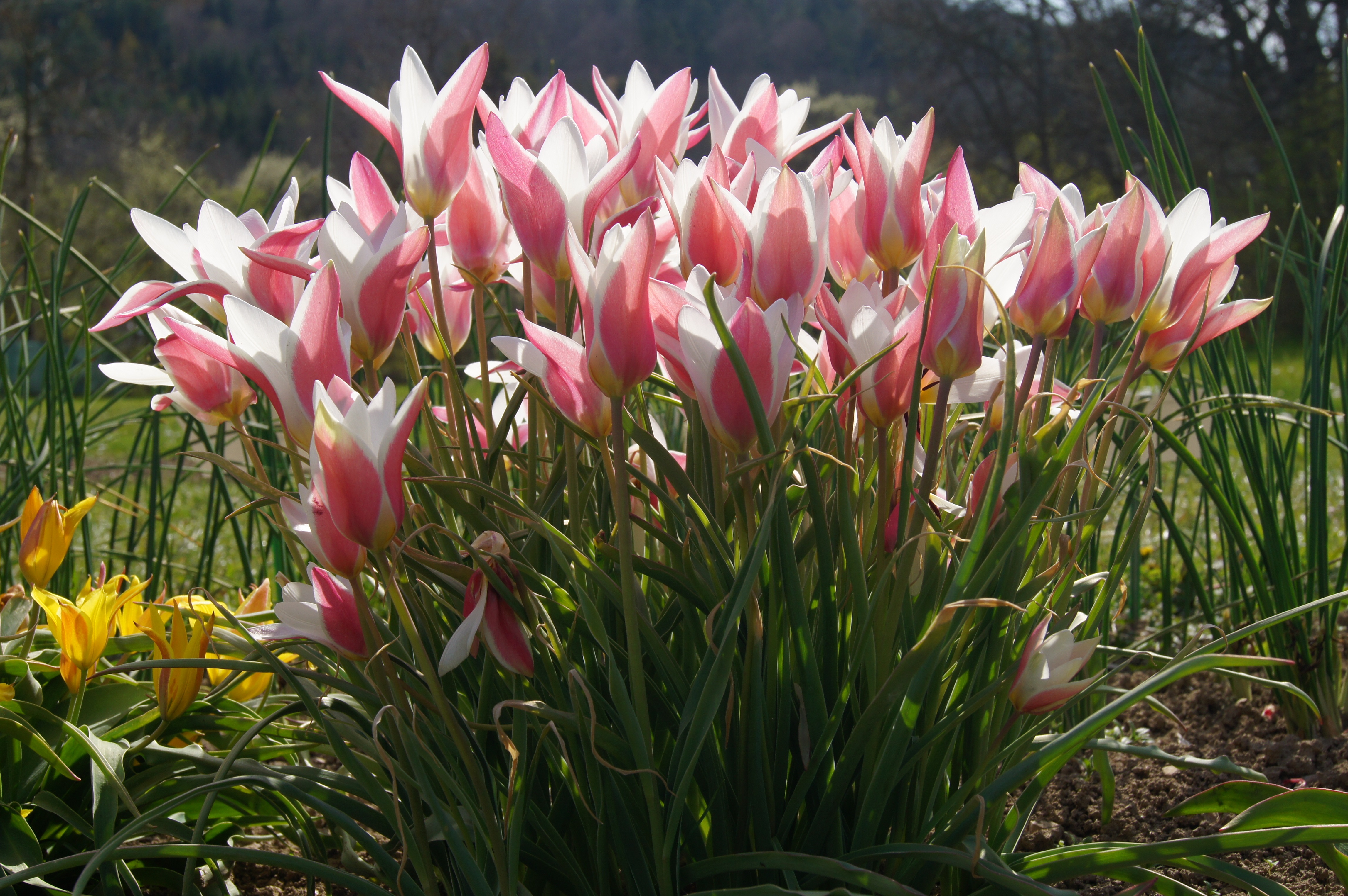 Nahaufnahme eines üppigen Büschels rosa-weißer Tulpen im Beet bei Sonnenschein, grüne Blätter und gelbe Blüten im Hintergrund